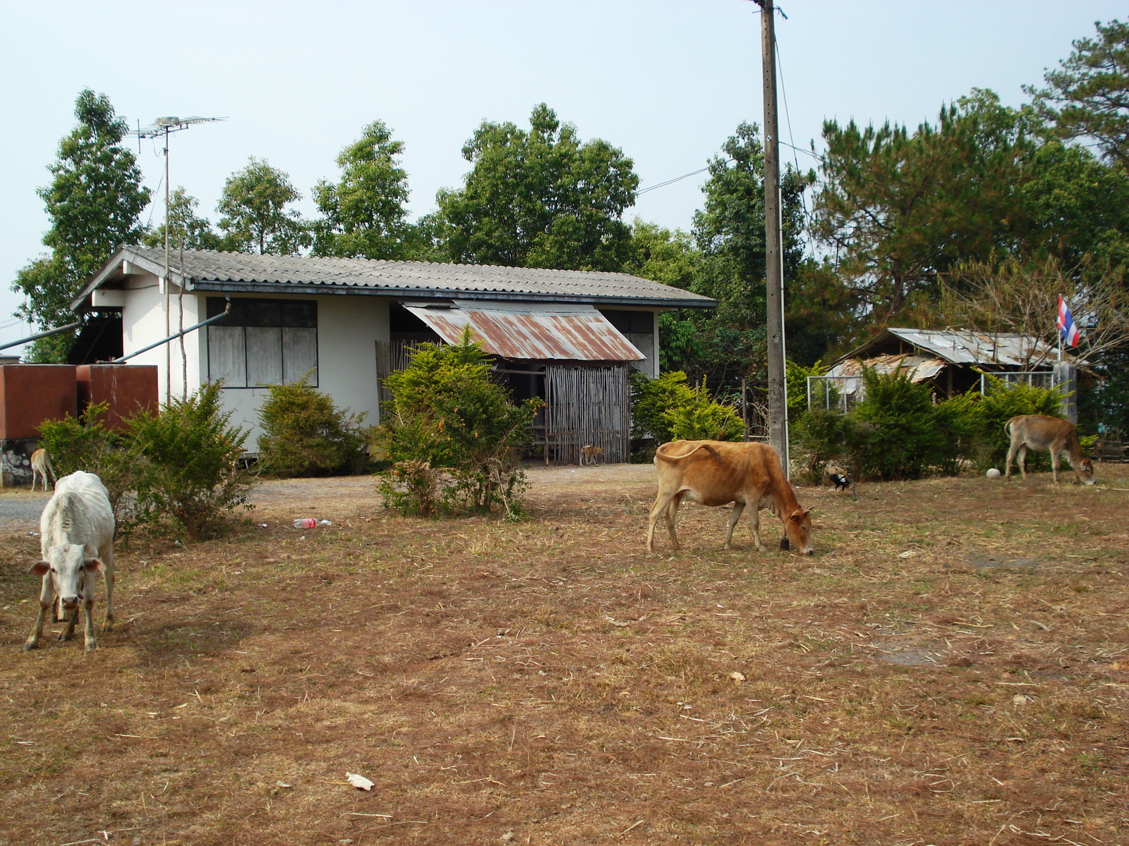 รูปถ่าย ไทย(Thailand) ถนนจากเชียงใหม่ไปปาย(Chiang Mai to Pai road) 2007-02 72