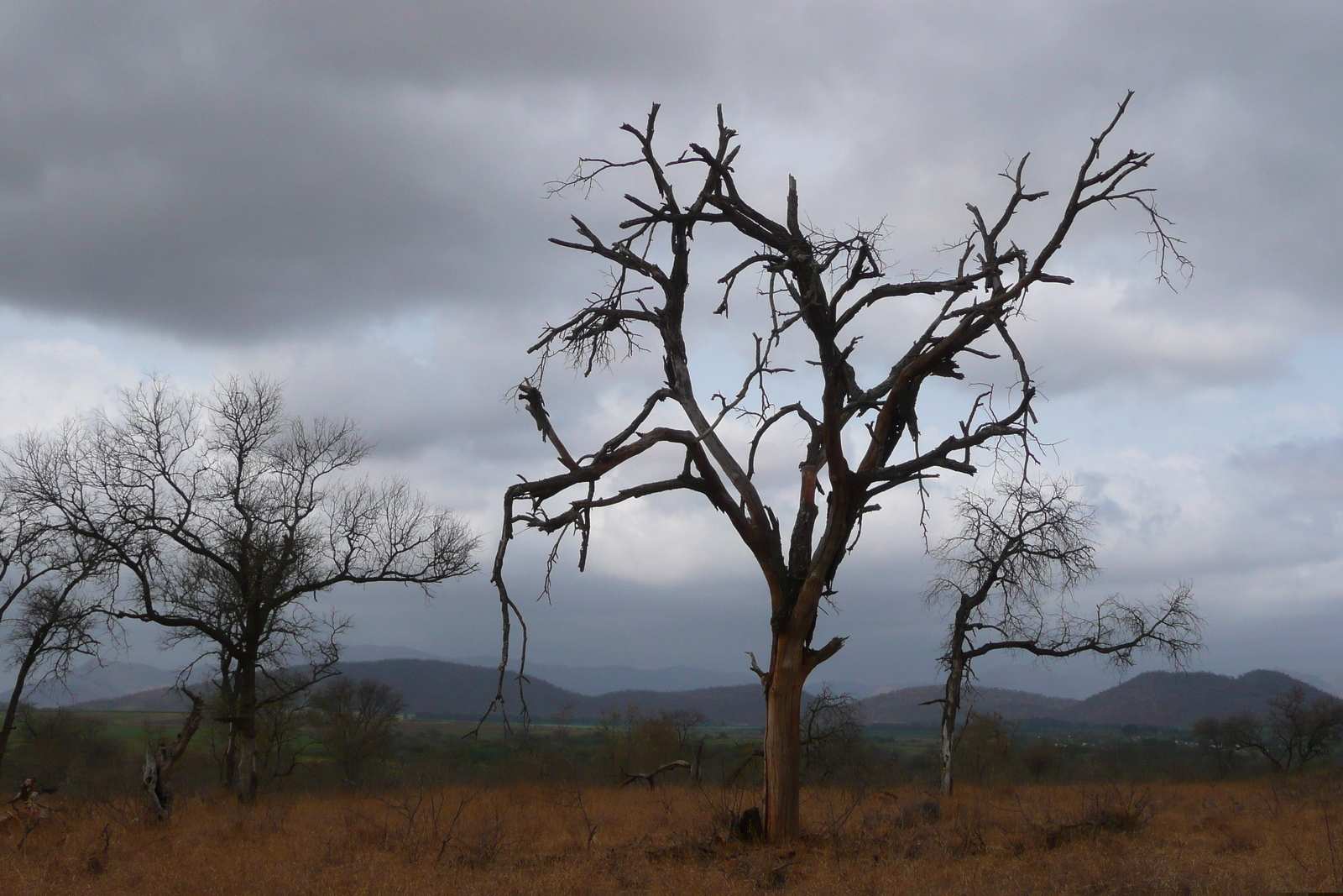 รูปถ่าย แอฟริกาใต้(South Africa) อุทยานแห่งชาติครูเกอร์(Kruger National Park) ถนนเลียบแม่น้ำครอกโคไดล์(Crocodile River road) 2008-09 34