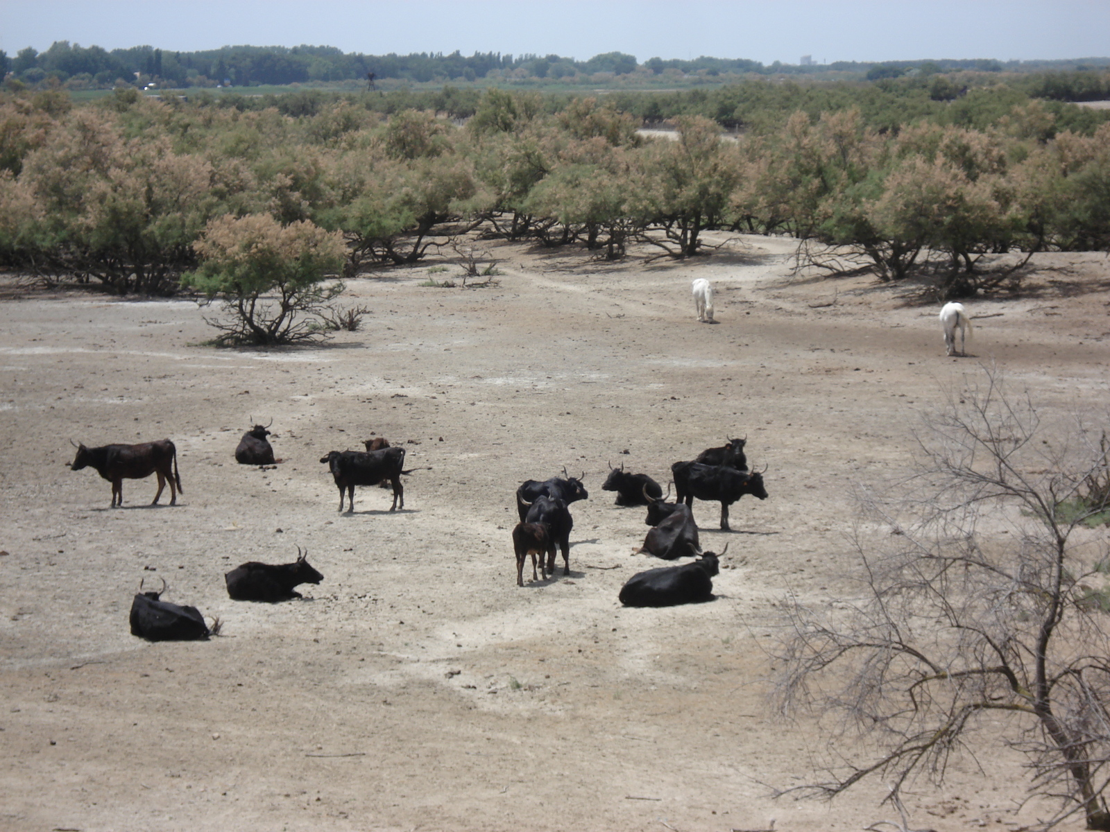 รูปถ่าย ฝรั่งเศส(France) กามาร์เกอ(Camargue) 2006-06 8