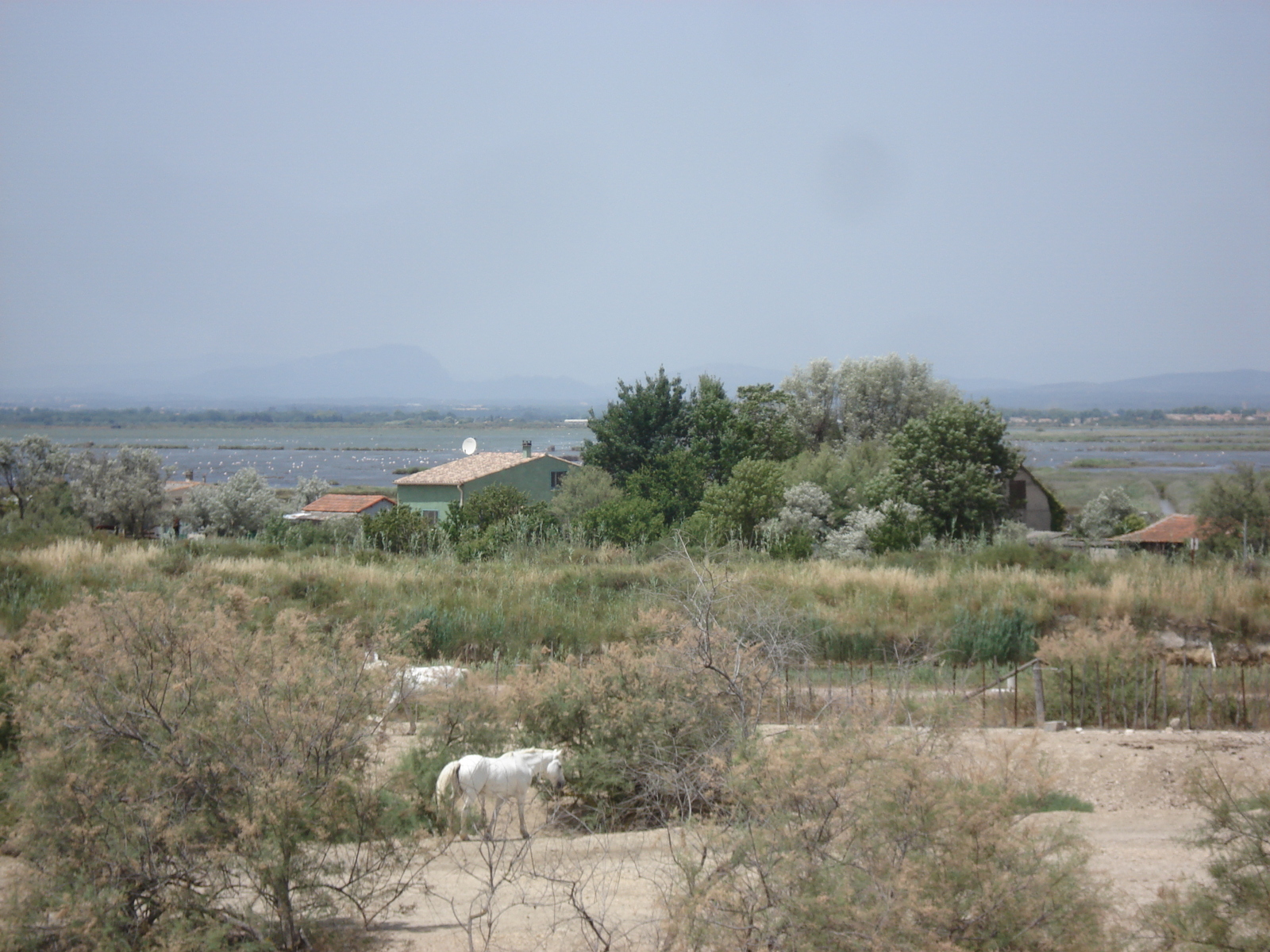 รูปถ่าย ฝรั่งเศส(France) กามาร์เกอ(Camargue) 2006-06 6