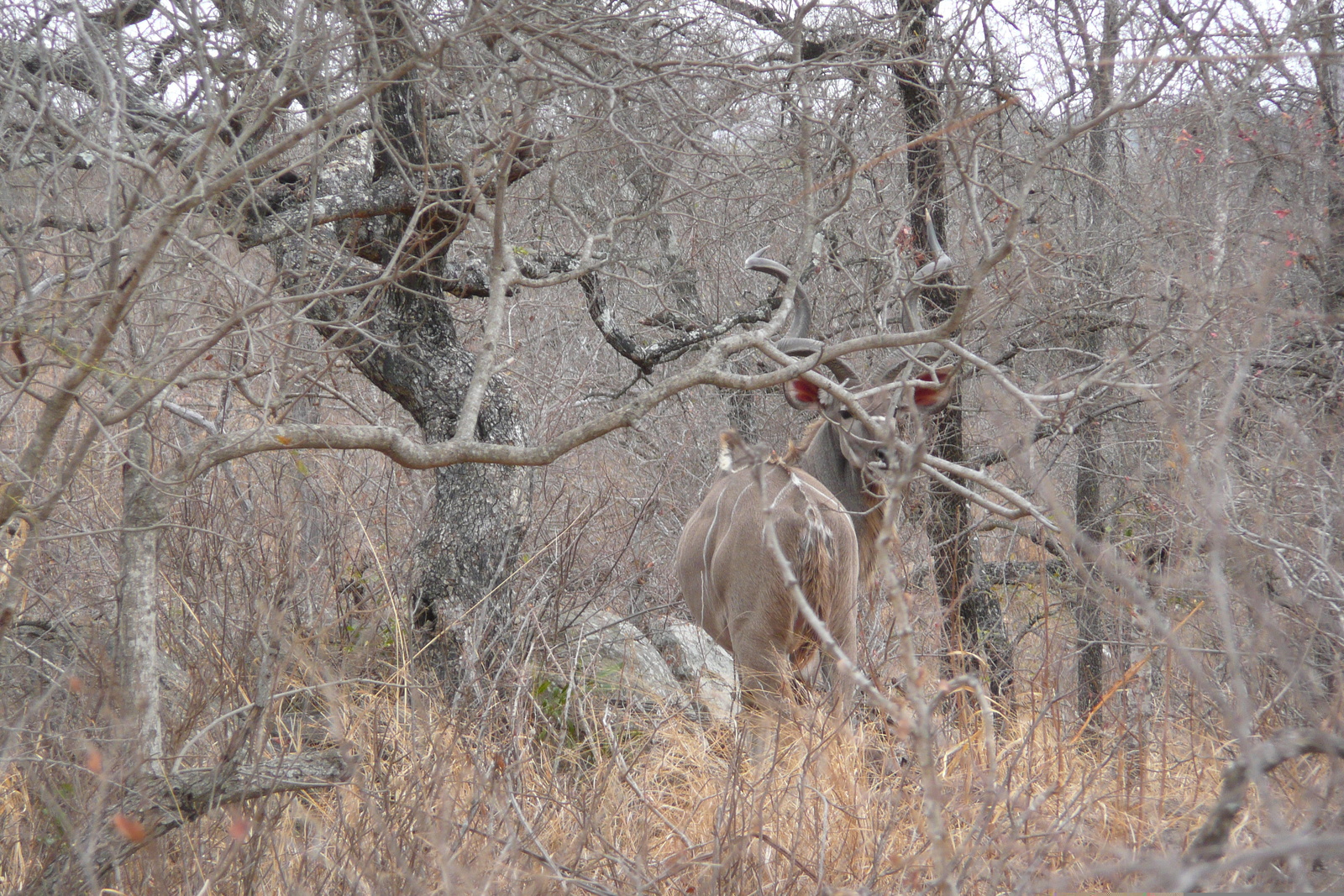 รูปถ่าย แอฟริกาใต้(South Africa) อุทยานแห่งชาติครูเกอร์(Kruger National Park) ถนนเลียบแม่น้ำครอกโคไดล์(Crocodile River road) 2008-09 43