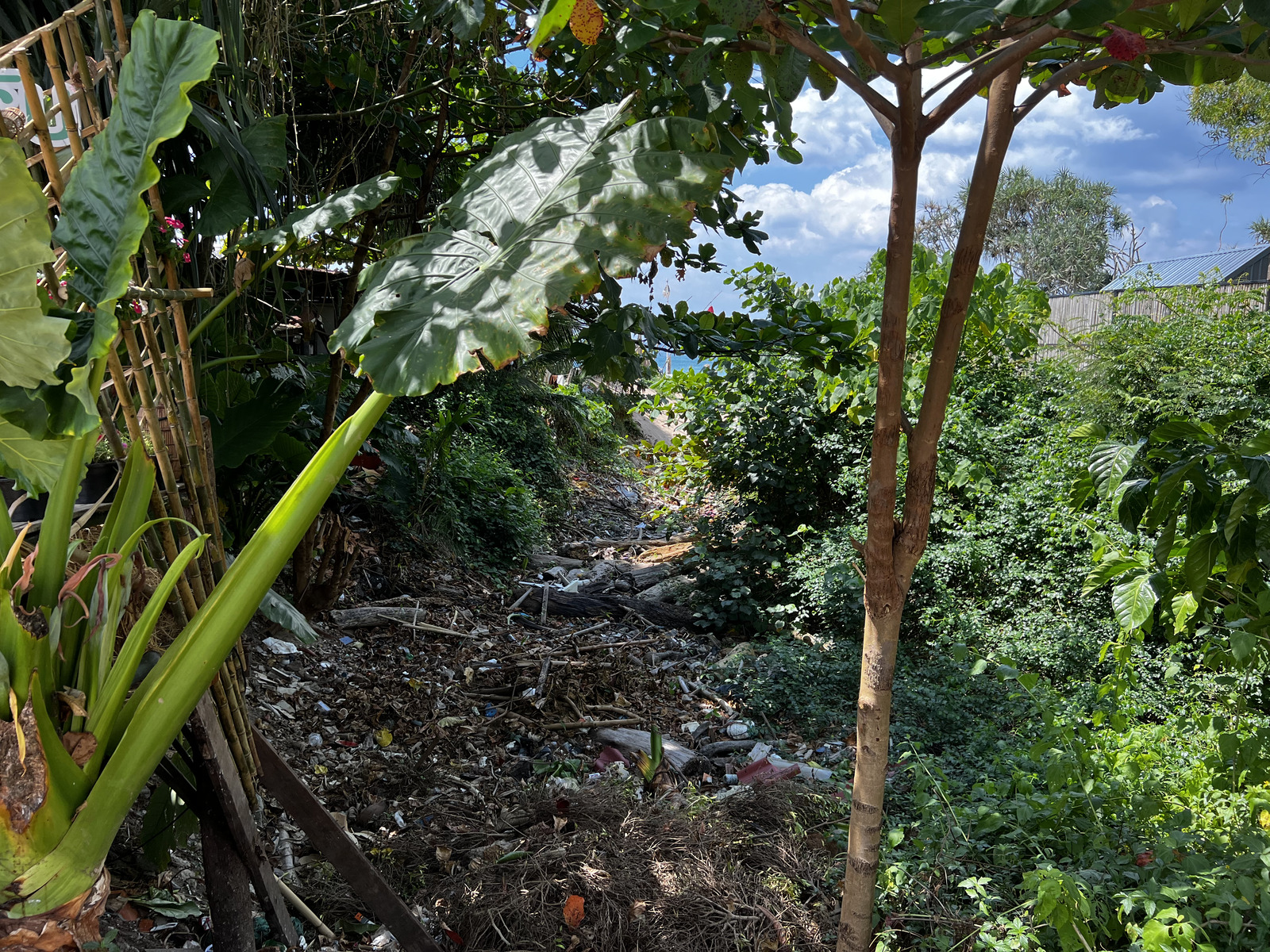 รูปถ่าย ไทย(Thailand) เกาะลันตา(Ko Lanta) 2023-01 182