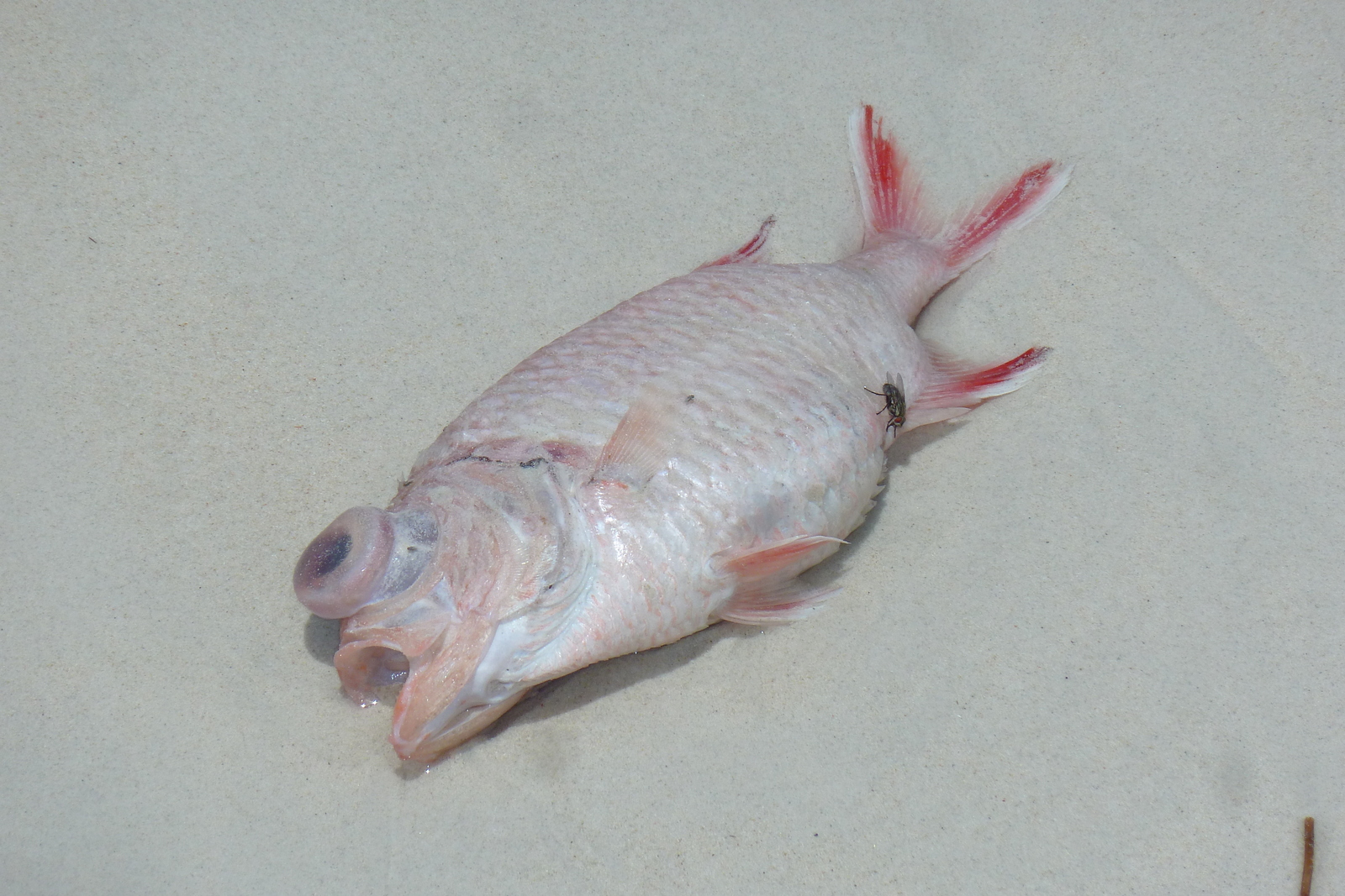 รูปถ่าย เซเชลส์(Seychelles) อ่าวอ็องส์ลาซิโอ(Anse Lazio) 2011-10 157