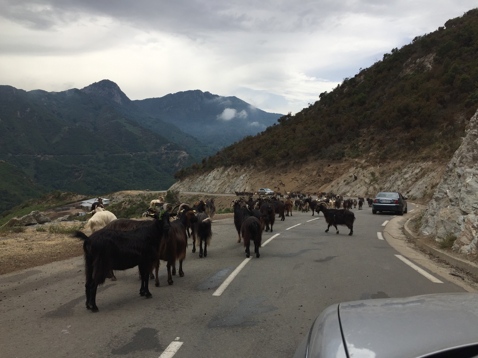 รูปถ่าย ฝรั่งเศส(France) คอร์สิคา(Corsica) วัลเล-ดาเลซานี(Valle d'alesani) 2017-07 2