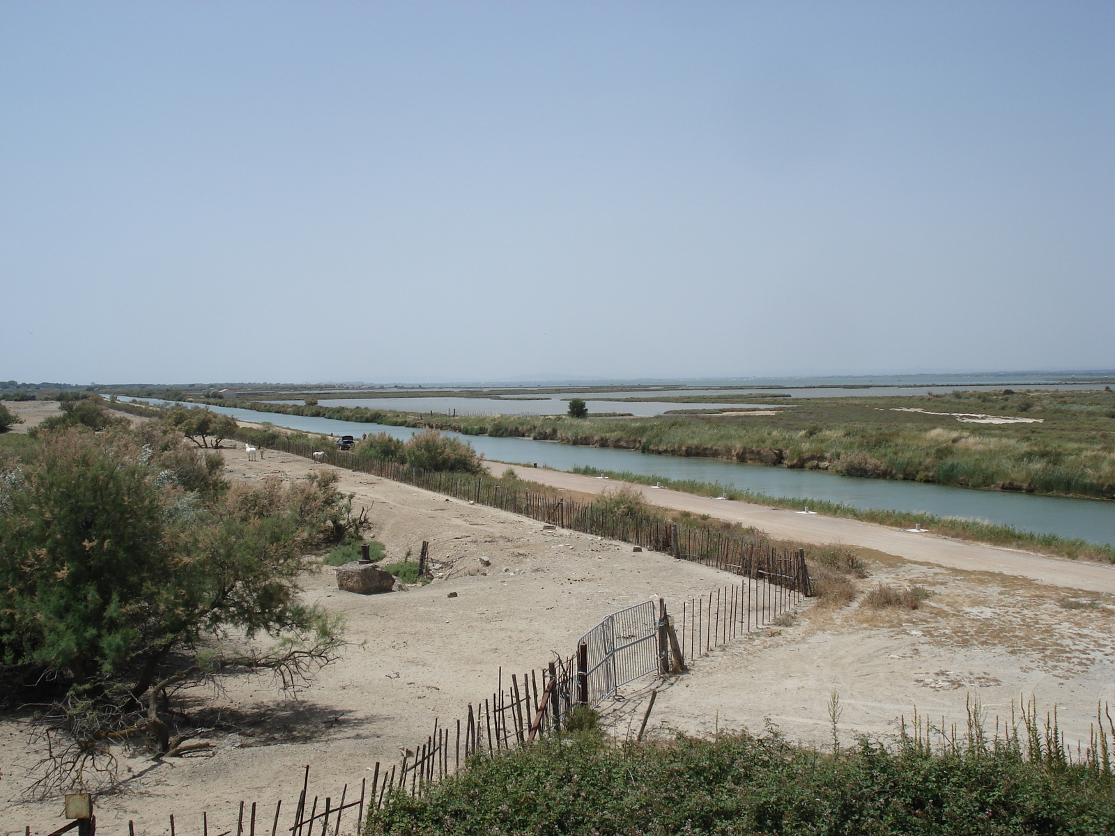 รูปถ่าย ฝรั่งเศส(France) กามาร์เกอ(Camargue) 2006-06 11