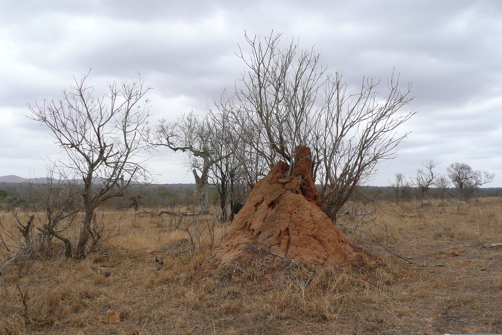 รูปถ่าย แอฟริกาใต้(South Africa) อุทยานแห่งชาติครูเกอร์(Kruger National Park) ถนนเลียบแม่น้ำครอกโคไดล์(Crocodile River road) 2008-09 25