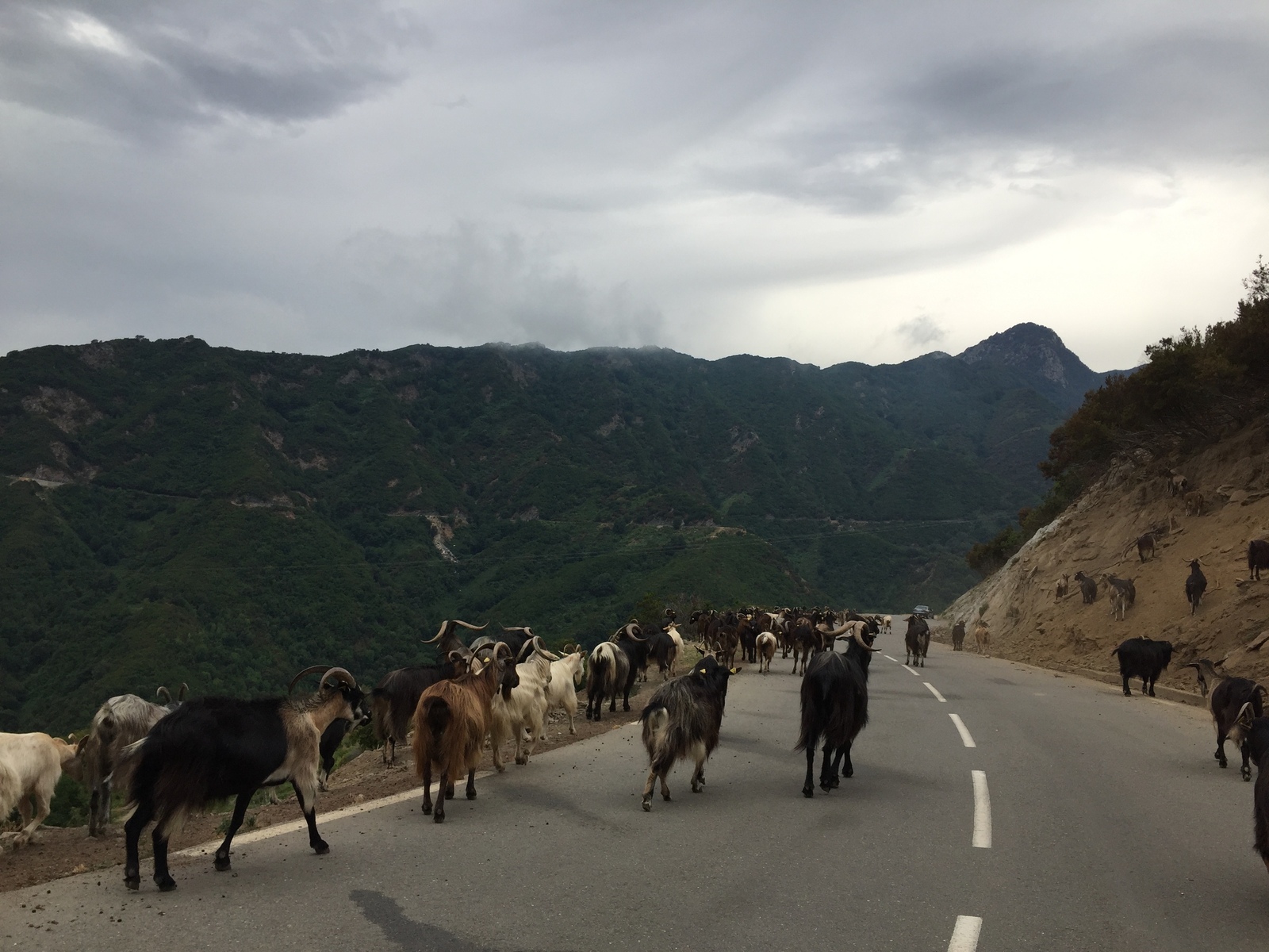 รูปถ่าย ฝรั่งเศส(France) คอร์สิคา(Corsica) วัลเล-ดาเลซานี(Valle d'alesani) 2017-07 14