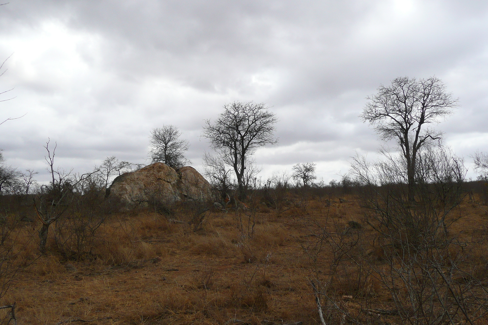 รูปถ่าย แอฟริกาใต้(South Africa) อุทยานแห่งชาติครูเกอร์(Kruger National Park) ถนนเลียบแม่น้ำครอกโคไดล์(Crocodile River road) 2008-09 61