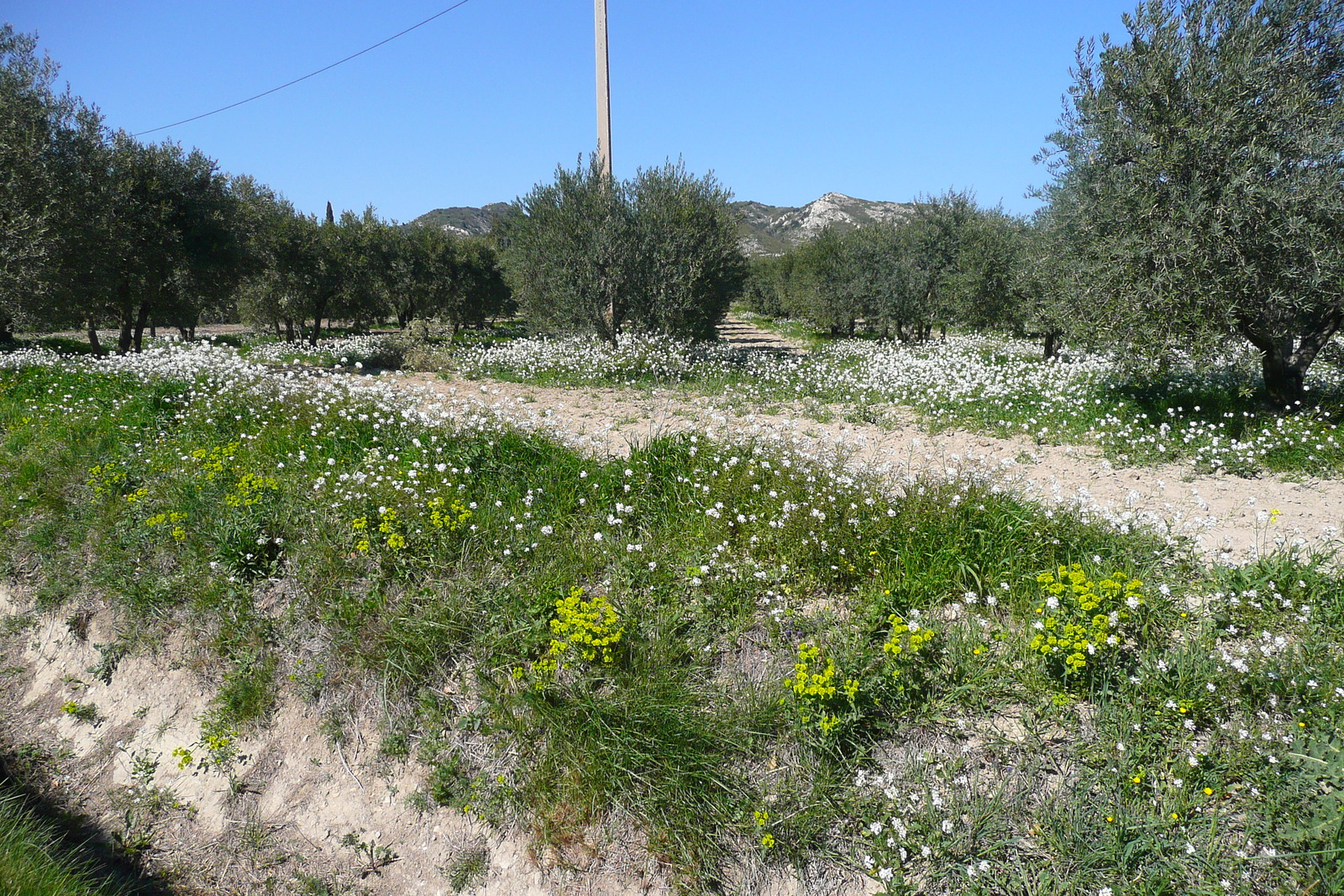 รูปถ่าย ฝรั่งเศส(France) โพรว็องส์(Provence) ถนนจากมูรีแยสไปโบเดอโพรว็องส์(Mouries to Baux de Provence road) 2008-04 14