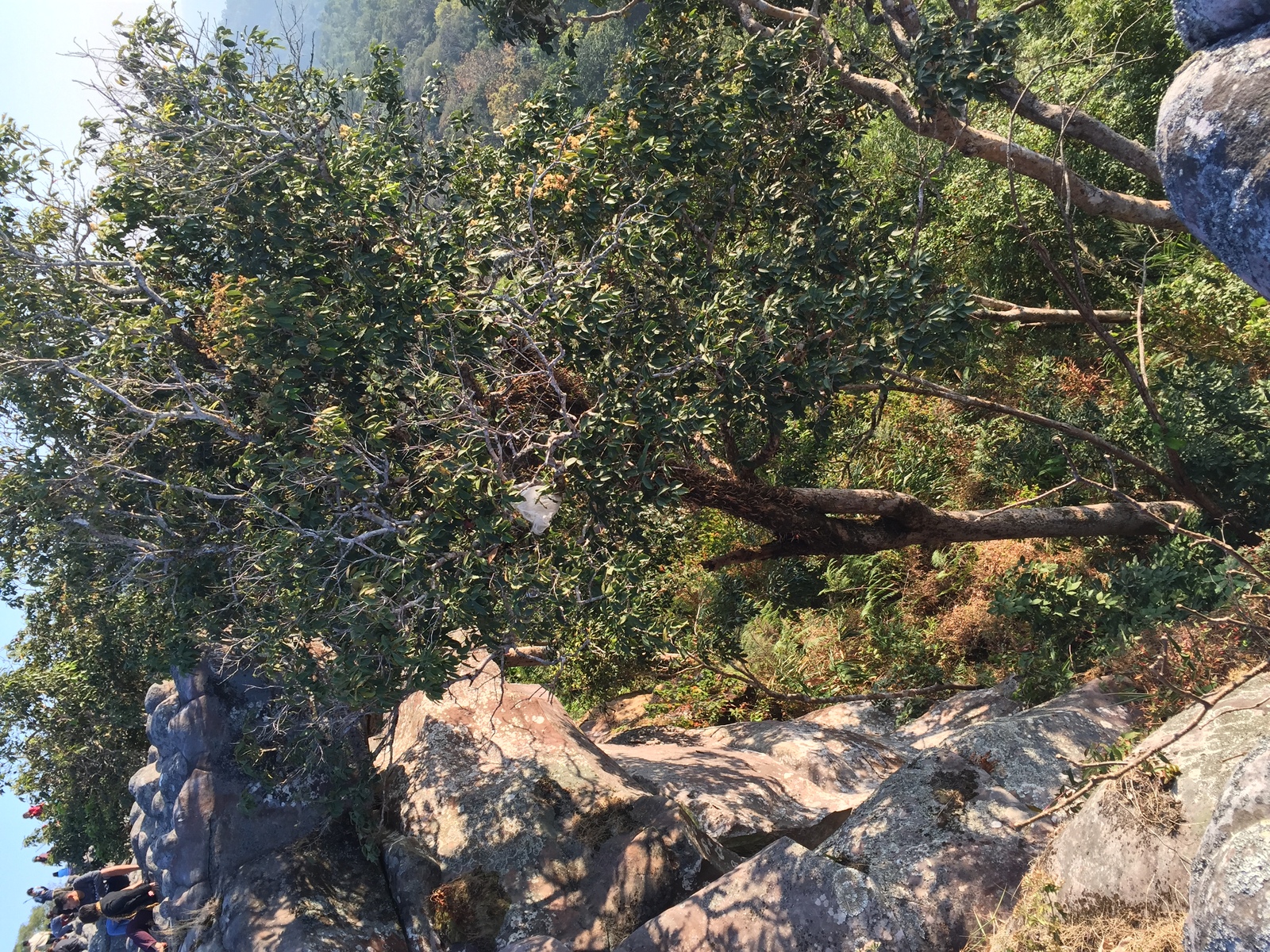 รูปถ่าย ไทย(Thailand) อุทยานแห่งชาติภูหินร่องกล้า(Phu Hin Rong Kla National Park) 2014-12 329