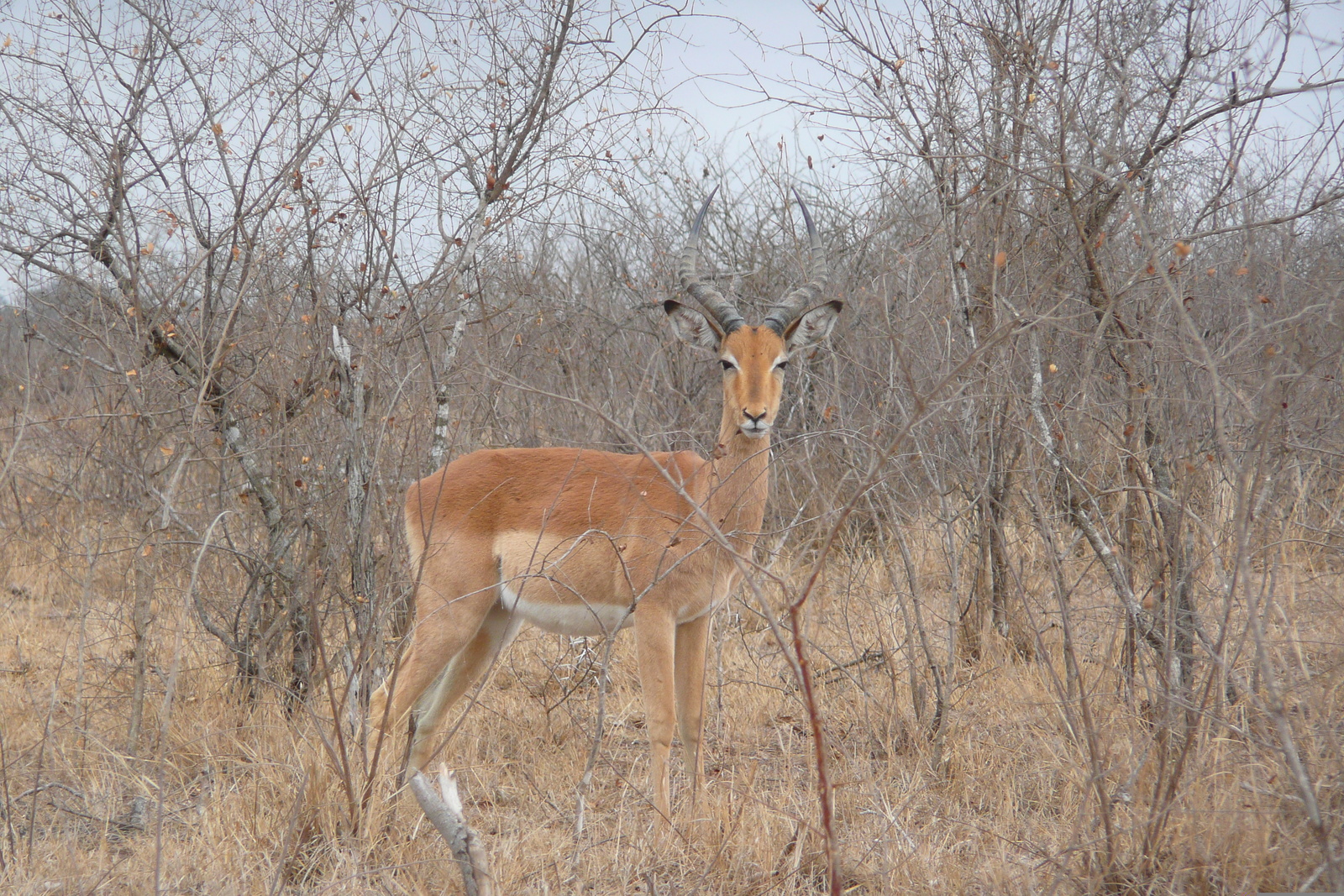 รูปถ่าย แอฟริกาใต้(South Africa) อุทยานแห่งชาติครูเกอร์(Kruger National Park) ถนนเลียบแม่น้ำครอกโคไดล์(Crocodile River road) 2008-09 5