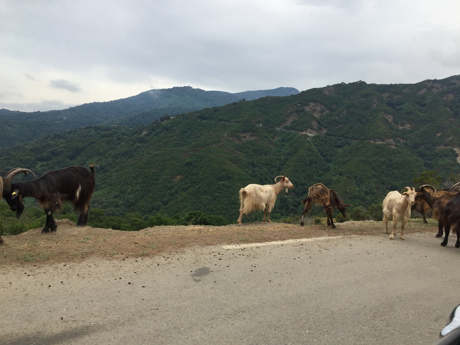 รูปถ่าย ฝรั่งเศส(France) คอร์สิคา(Corsica) วัลเล-ดาเลซานี(Valle d'alesani) 2017-07 4