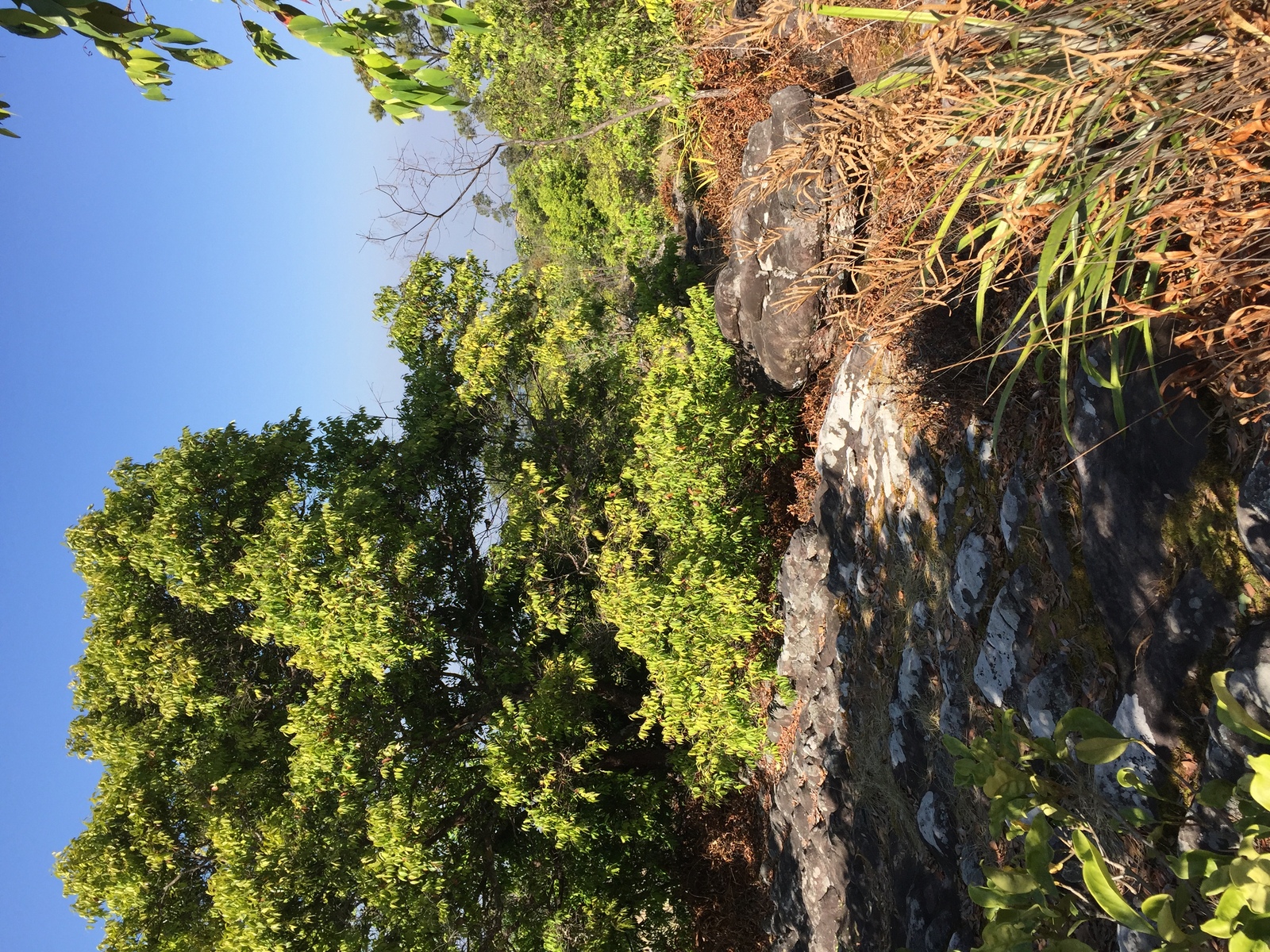 รูปถ่าย ไทย(Thailand) อุทยานแห่งชาติภูหินร่องกล้า(Phu Hin Rong Kla National Park) 2014-12 59
