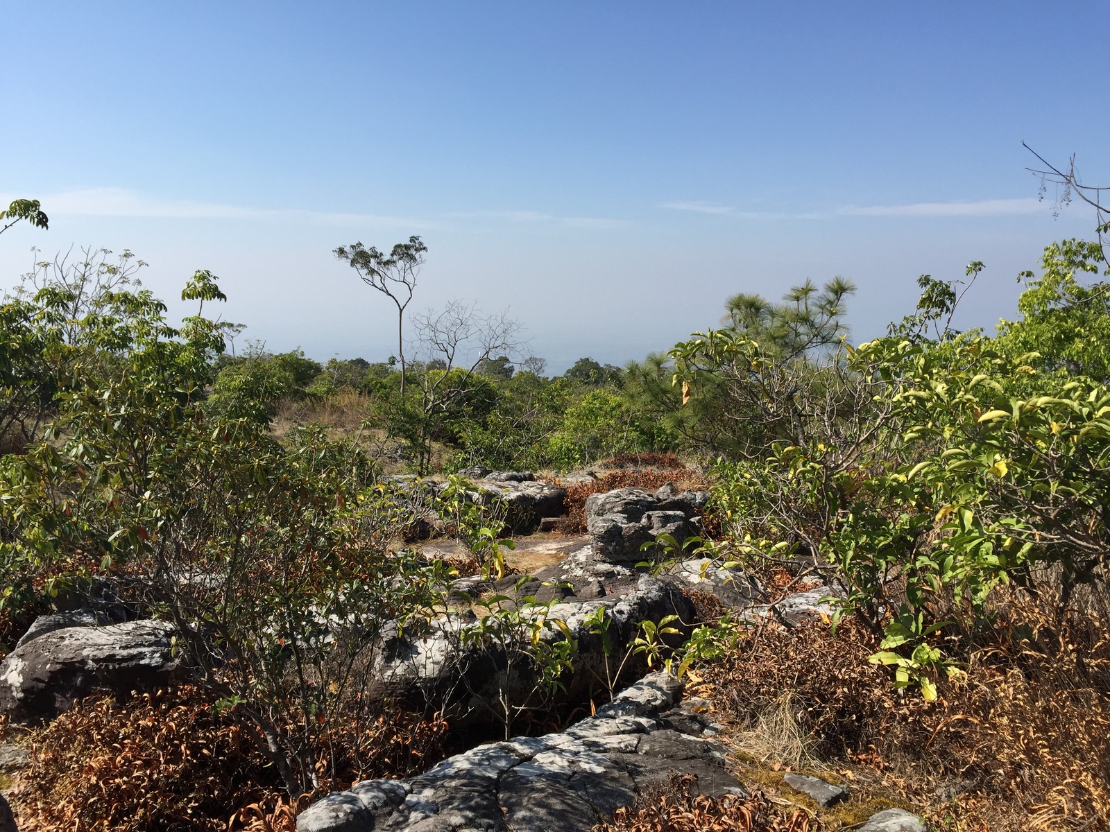 รูปถ่าย ไทย(Thailand) อุทยานแห่งชาติภูหินร่องกล้า(Phu Hin Rong Kla National Park) 2014-12 302