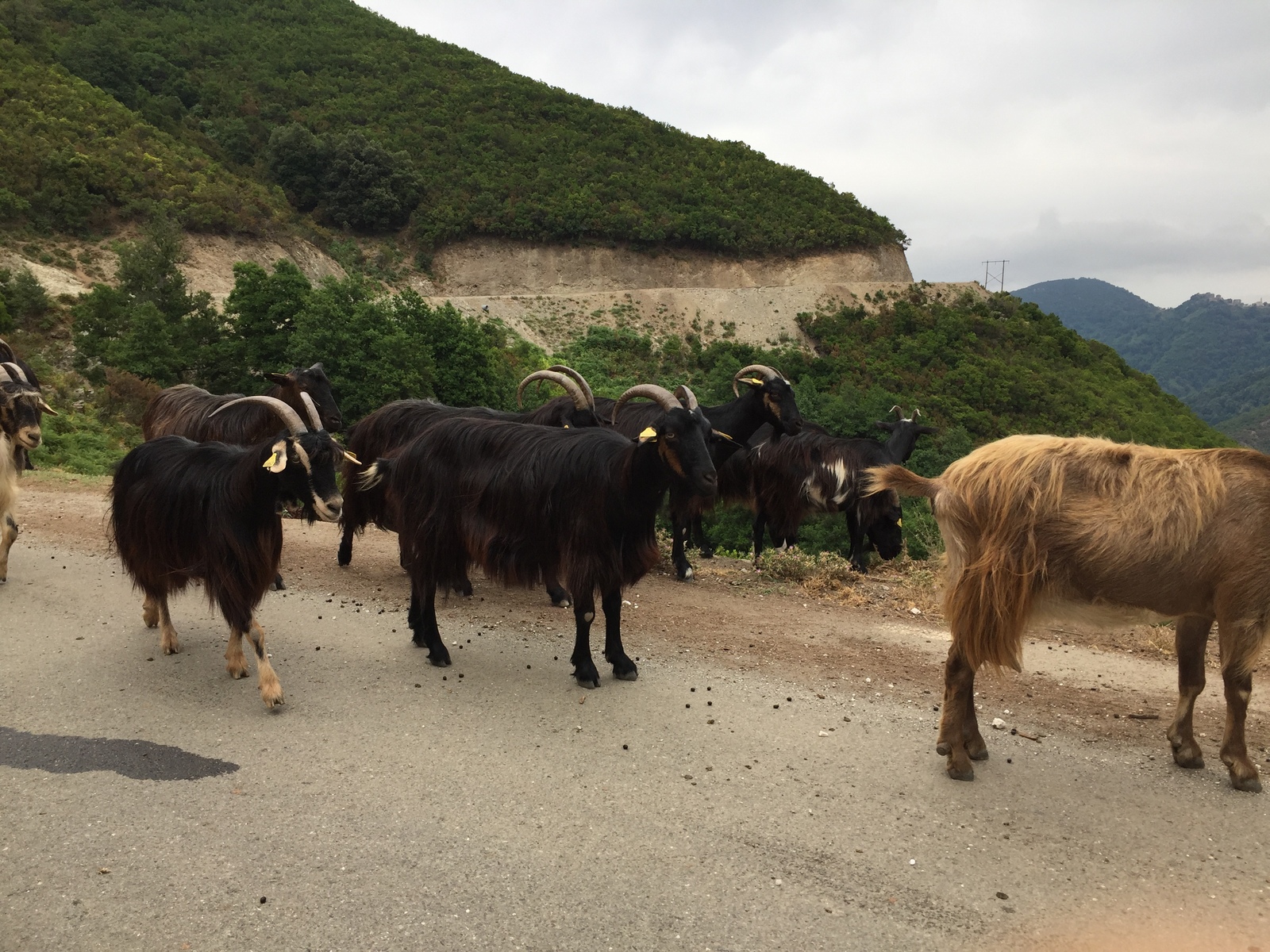 รูปถ่าย ฝรั่งเศส(France) คอร์สิคา(Corsica) วัลเล-ดาเลซานี(Valle d'alesani) 2017-07 16
