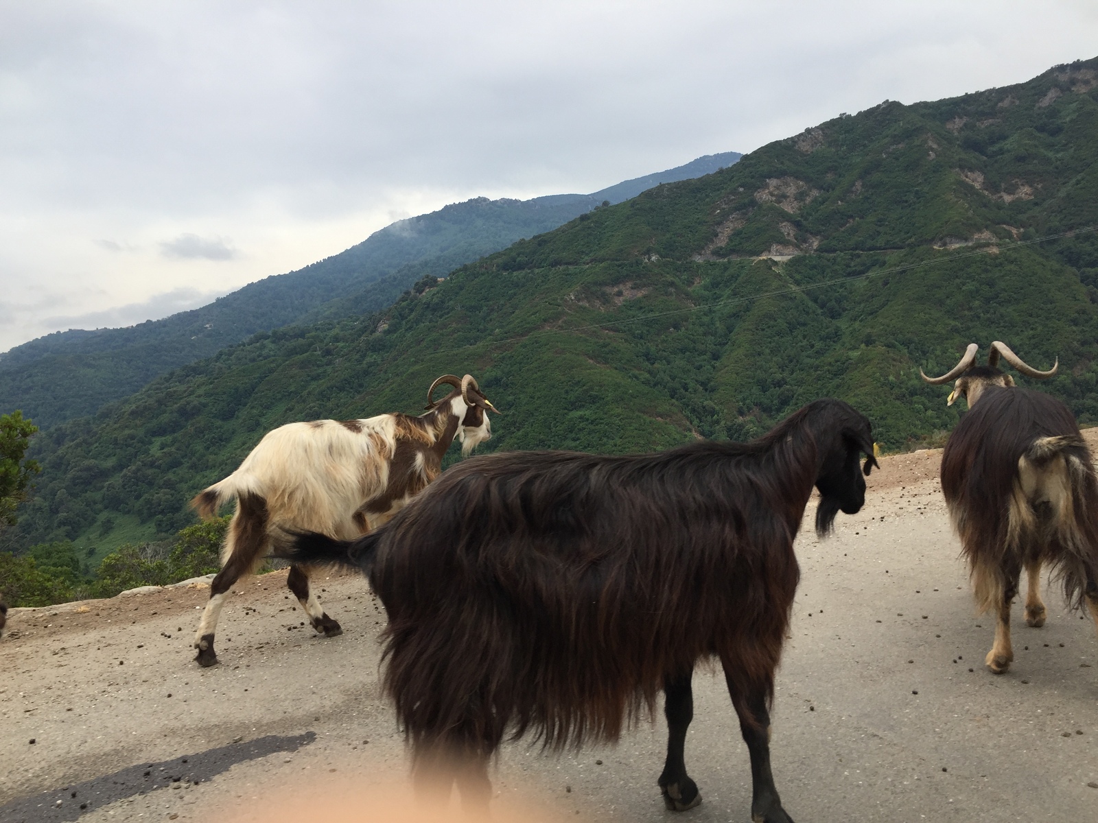รูปถ่าย ฝรั่งเศส(France) คอร์สิคา(Corsica) วัลเล-ดาเลซานี(Valle d'alesani) 2017-07 18