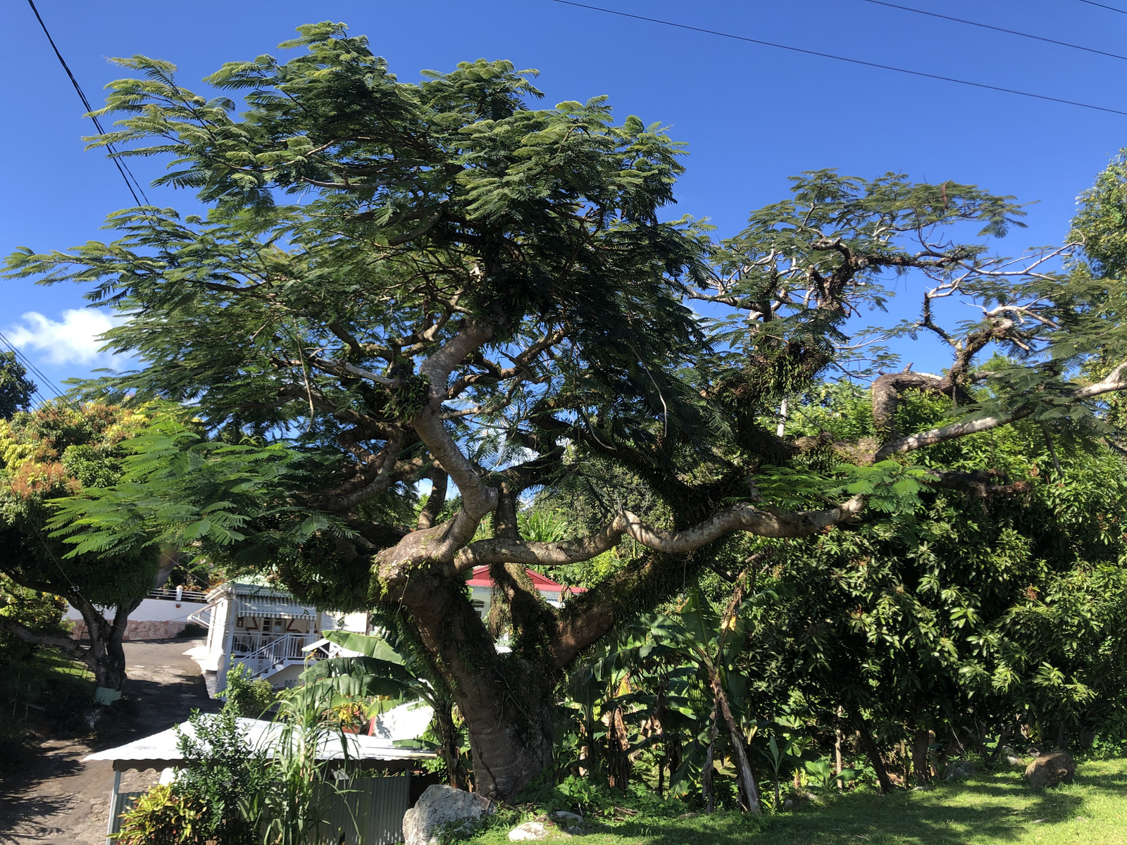 รูปถ่าย กวาเดอลูป(Guadeloupe) ทรัวรีวีแยร์(Trois Rivieres) 2021-02 9