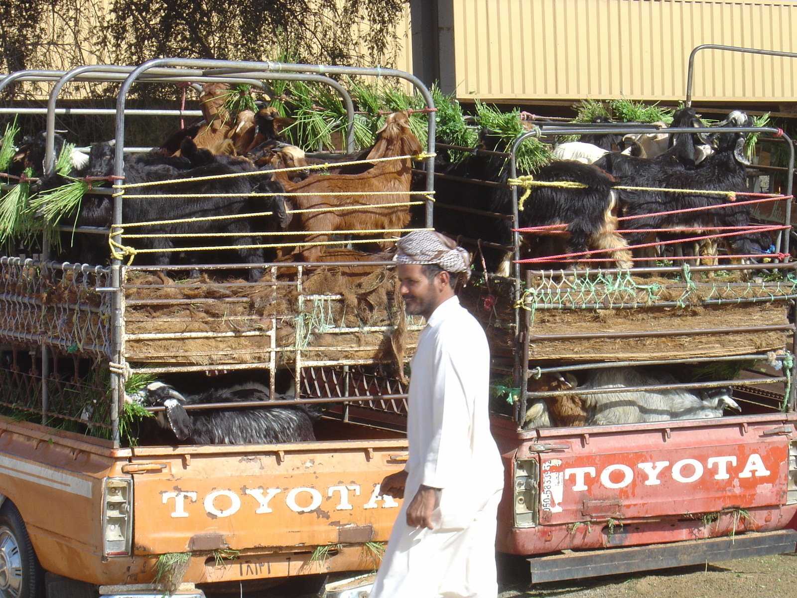 รูปถ่าย สหรัฐอาหรับเอมิเรตส์(United Arab Emirates) อาเลอิน(Al Ain) 2005-03 51