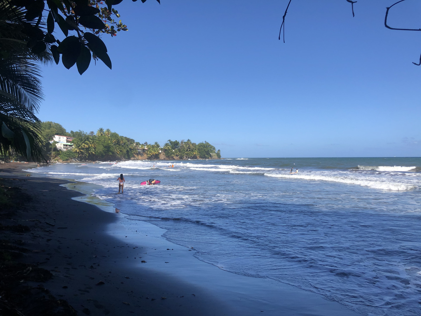 รูปถ่าย กวาเดอลูป(Guadeloupe) บานาเนีย(Bananier) 2021-02 15