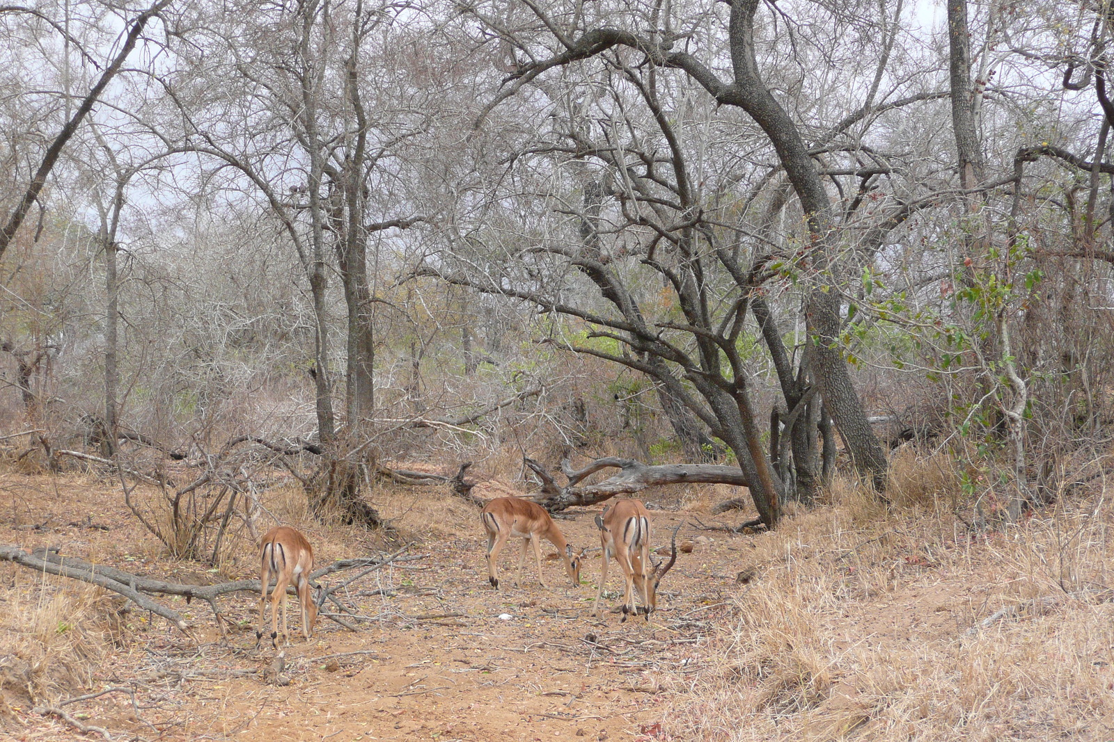 รูปถ่าย แอฟริกาใต้(South Africa) อุทยานแห่งชาติครูเกอร์(Kruger National Park) ถนนเลียบแม่น้ำครอกโคไดล์(Crocodile River road) 2008-09 65
