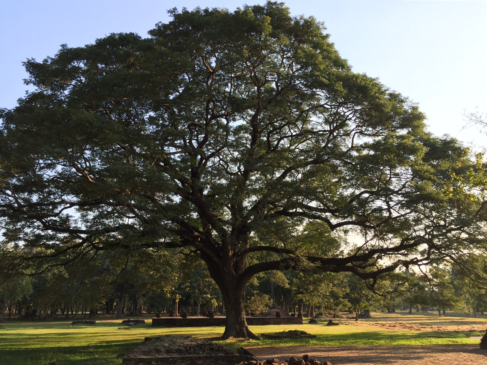 รูปถ่าย ไทย(Thailand) สุโขทัย(Sukhothai) 2014-12 67
