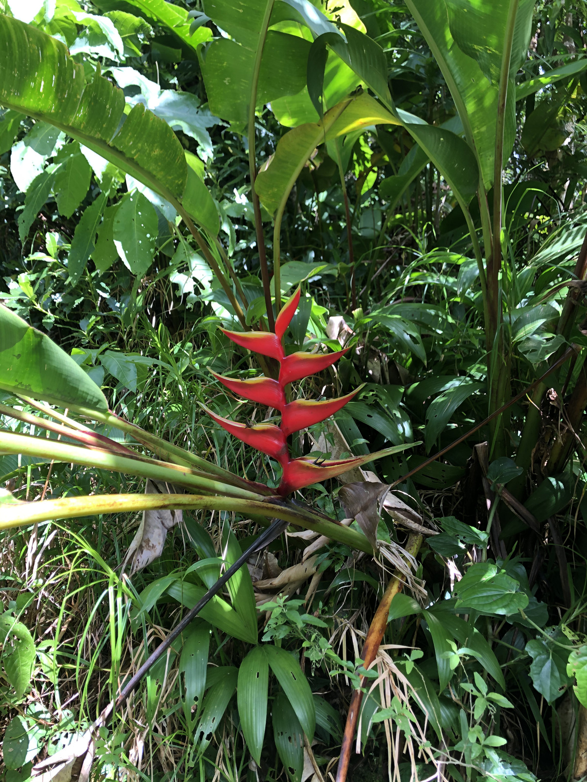 รูปถ่าย กวาเดอลูป(Guadeloupe) ภูเขาไฟลากร็องด์ซูฟรีแยร์(La Grande Soufriere) 2021-02 6