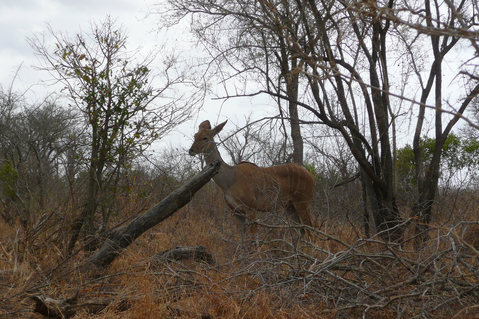 รูปถ่าย แอฟริกาใต้(South Africa) อุทยานแห่งชาติครูเกอร์(Kruger National Park) ถนนเลียบแม่น้ำครอกโคไดล์(Crocodile River road) 2008-09 21