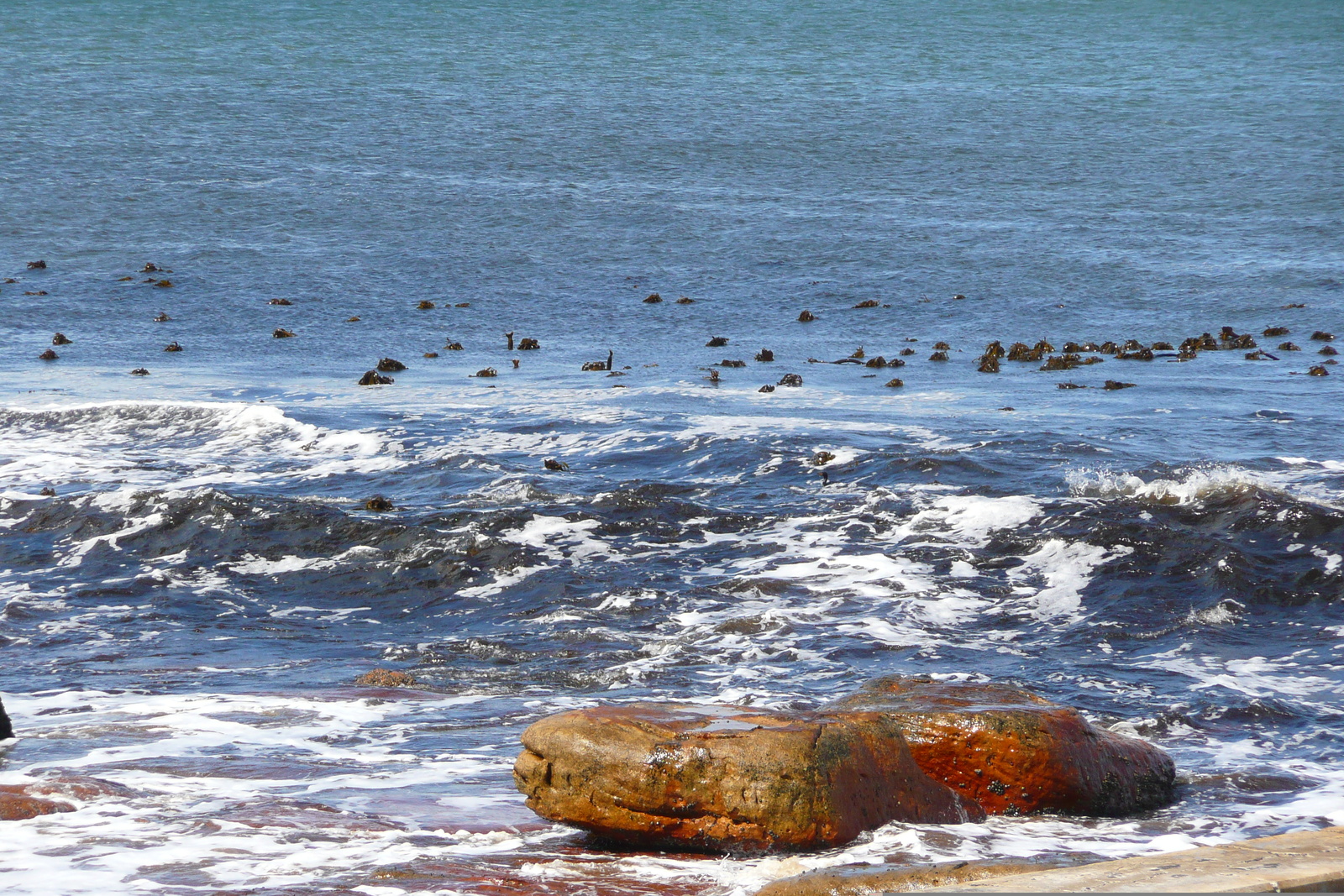 รูปถ่าย แอฟริกาใต้(South Africa) แหลมกู๊ดโฮป(Cape of Good Hope) 2008-09 62