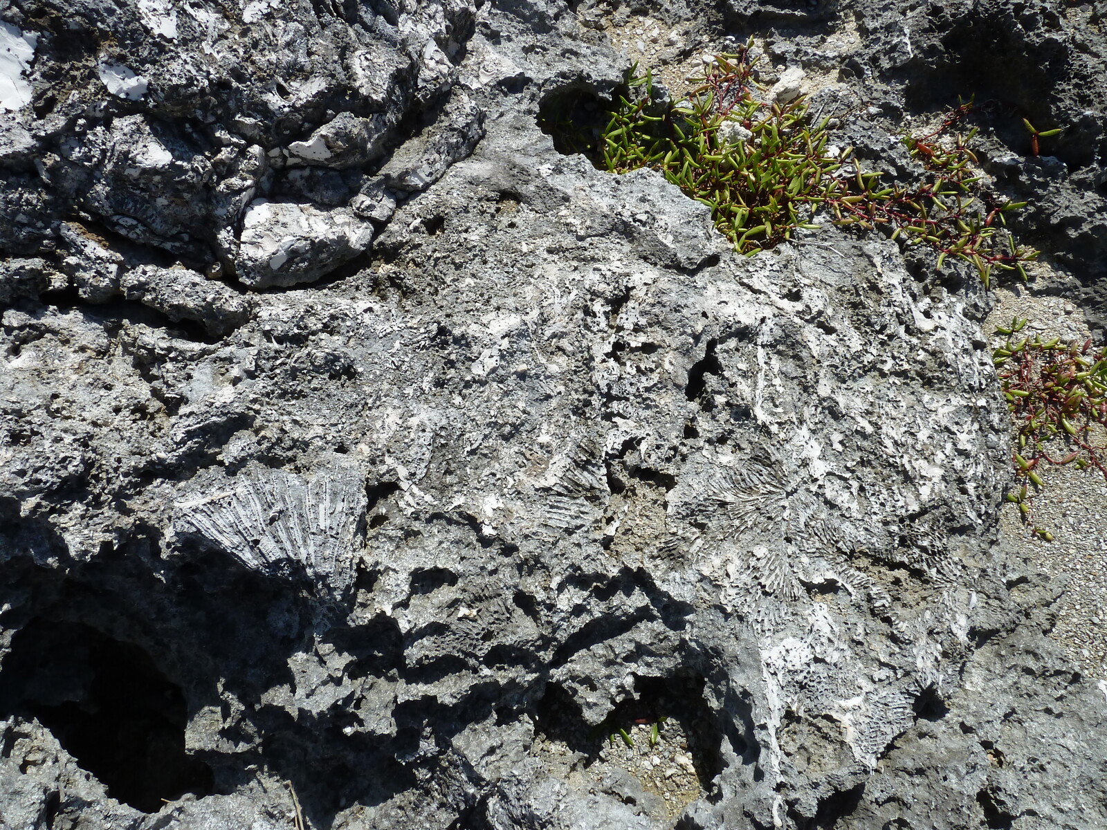 รูปถ่าย นิวแคลิโดเนีย(New Caledonia) เกาะลีฟู(Lifou) หน้าผาโซเดร(Xodre Cliffs) 2010-05 2