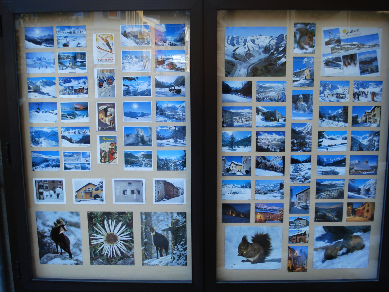 รูปถ่าย สวิสเซอร์แลนด์(Switzerland) ปองเทรซีน่า(Pontresina) 2007-01 30