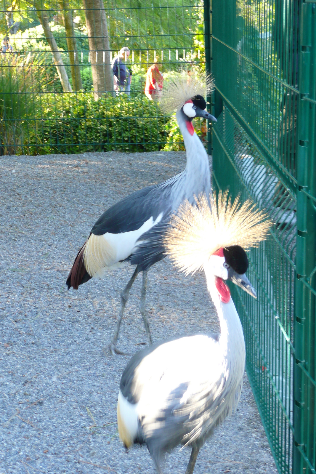 รูปถ่าย ฝรั่งเศส(France) นีส(Nice) สวนฟีนิกซ์(Phoenix Parc) 2007-10 21