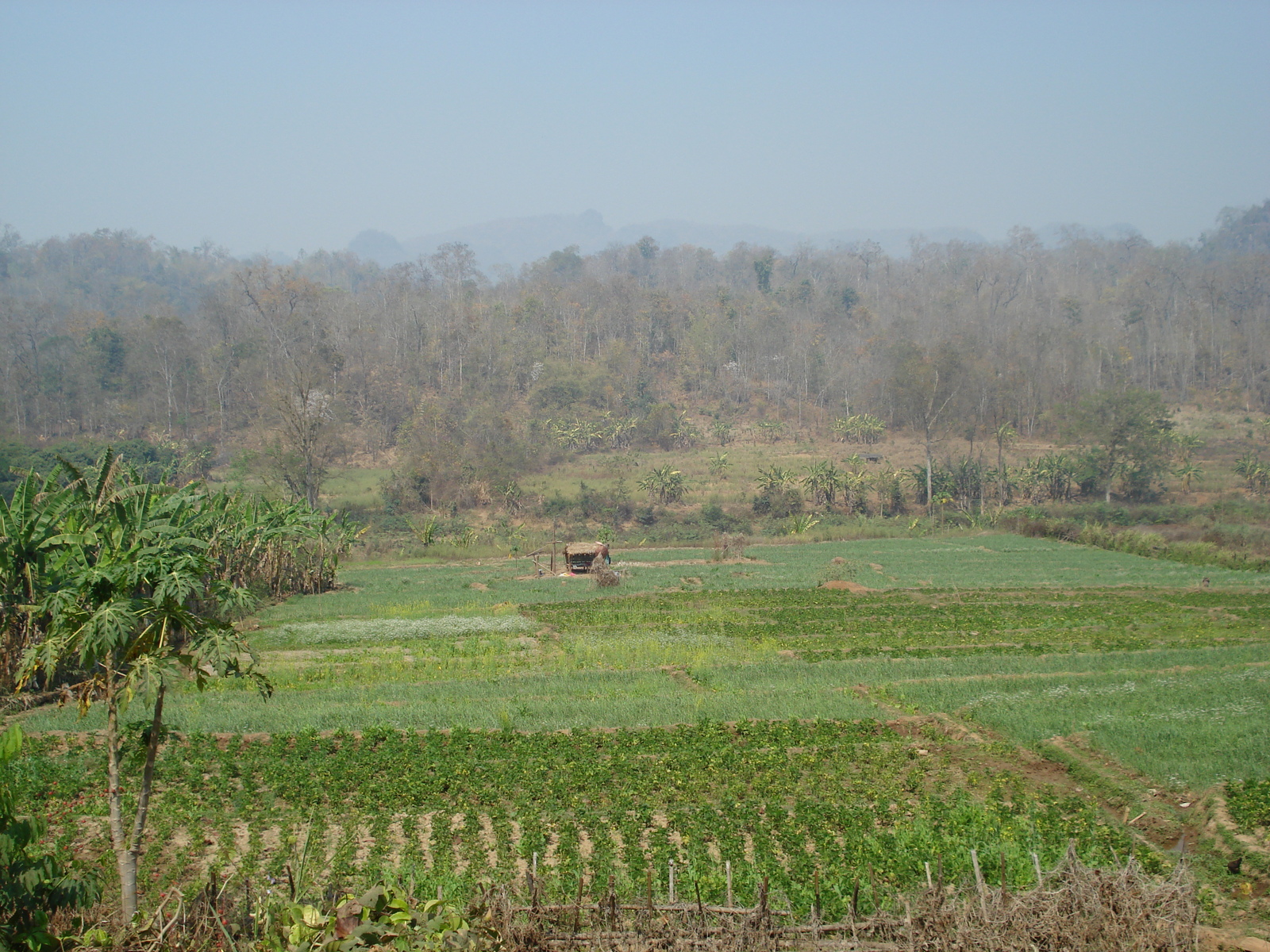 รูปถ่าย ไทย(Thailand) ปางมะผ้า(Pang Mapha) 2007-02 60