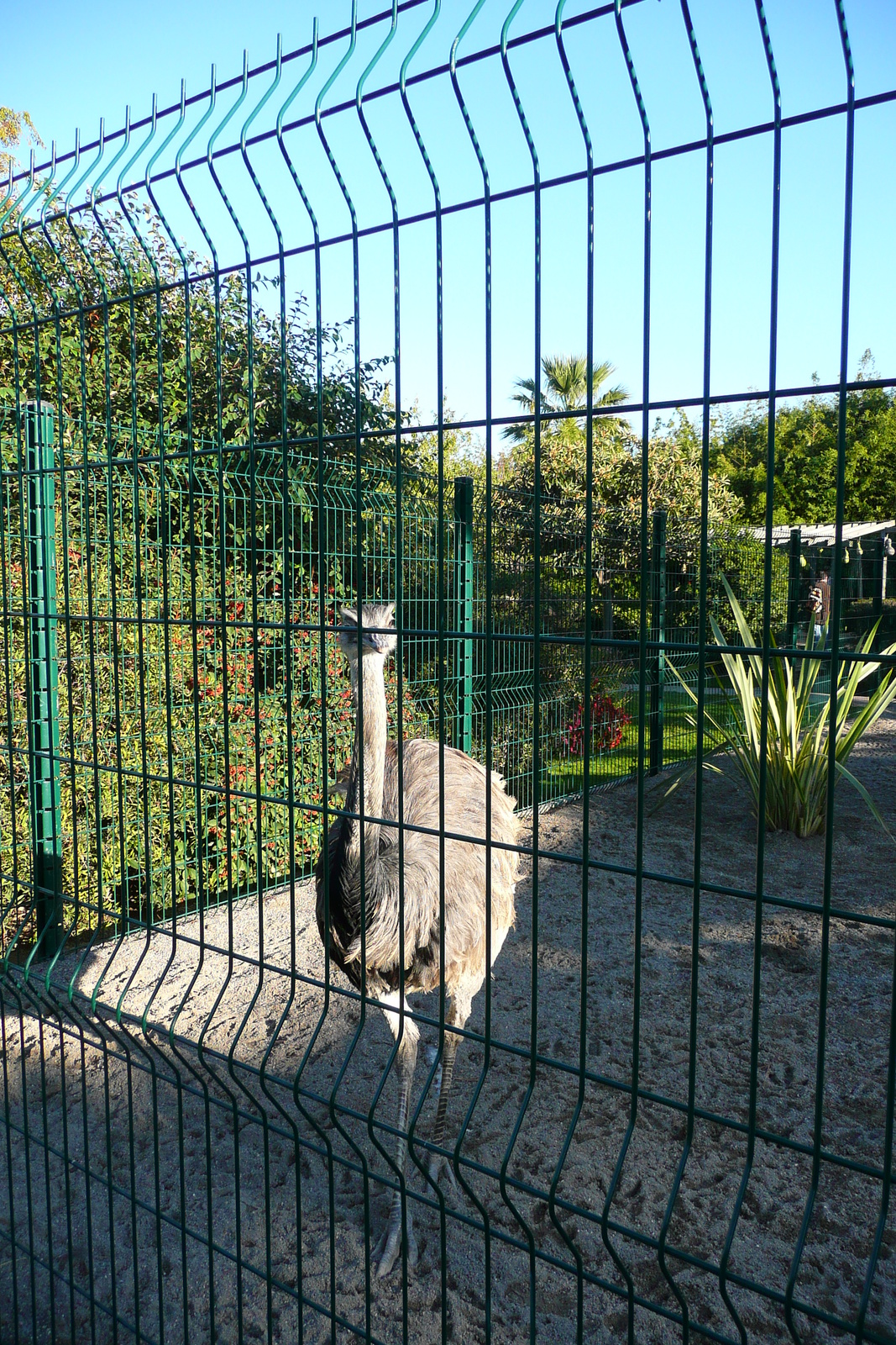รูปถ่าย ฝรั่งเศส(France) นีส(Nice) สวนฟีนิกซ์(Phoenix Parc) 2007-10 7