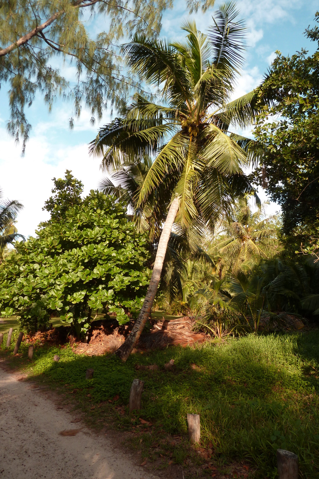 รูปถ่าย เซเชลส์(Seychelles) อ่าวอ็องส์ลาซิโอ(Anse Lazio) 2011-10 57