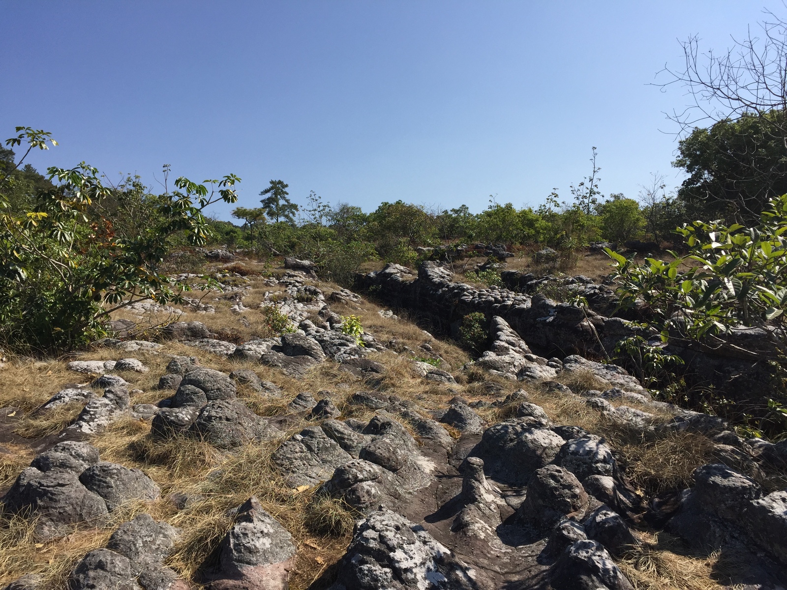 รูปถ่าย ไทย(Thailand) อุทยานแห่งชาติภูหินร่องกล้า(Phu Hin Rong Kla National Park) 2014-12 369