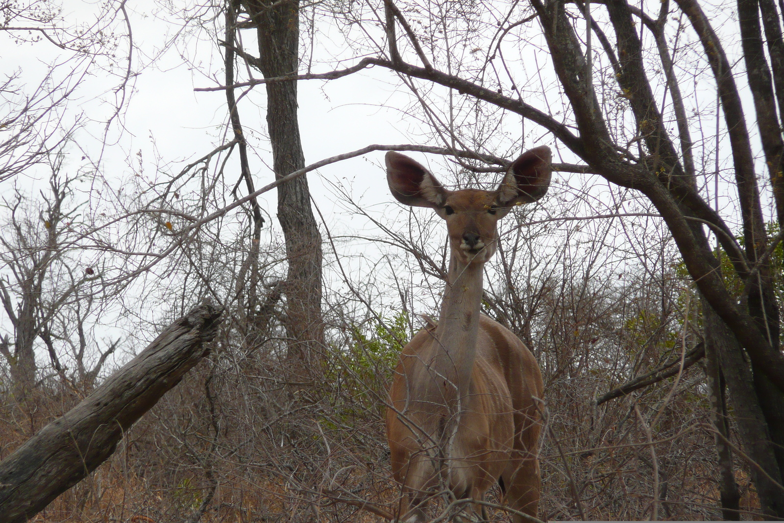 รูปถ่าย แอฟริกาใต้(South Africa) อุทยานแห่งชาติครูเกอร์(Kruger National Park) ถนนเลียบแม่น้ำครอกโคไดล์(Crocodile River road) 2008-09 48