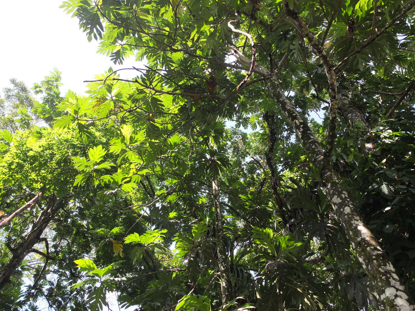 รูปถ่าย ปานามา(Panama) เกาะบาสติเมนโตส(Bastimentos) 2015-03 24