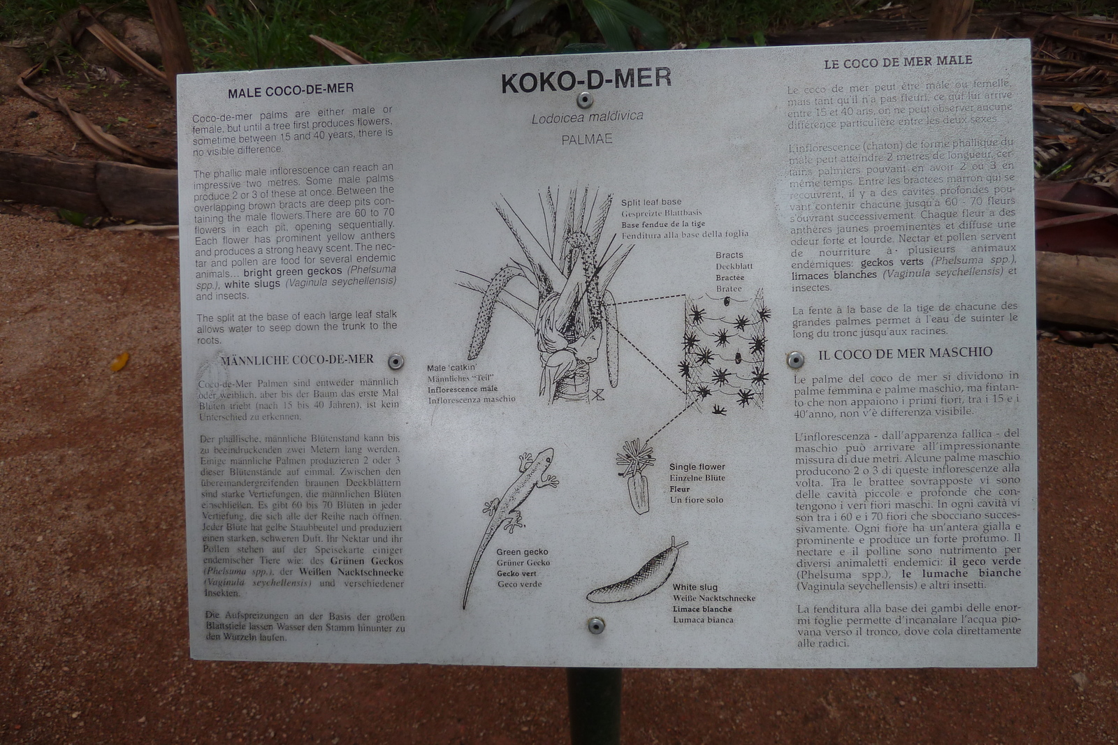 รูปถ่าย เซเชลส์(Seychelles) หุบเขาเดอไม(Vallee de Mai) 2011-10 44