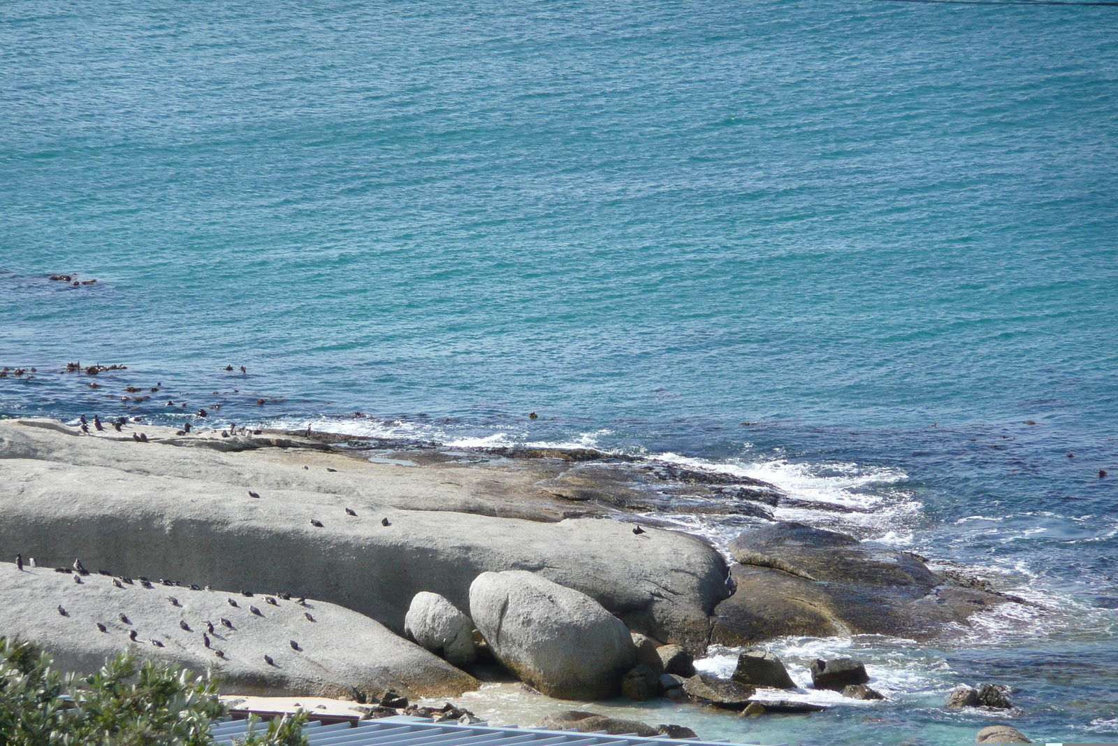 รูปถ่าย แอฟริกาใต้(South Africa) แหลมกู๊ดโฮป(Cape of Good Hope) 2008-09 68