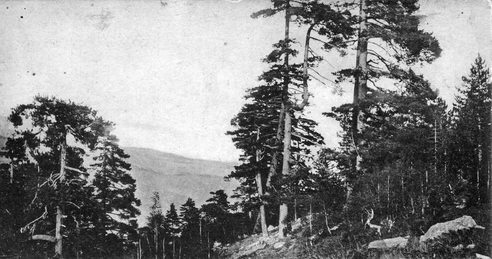 รูปถ่าย ฝรั่งเศส(France) คอร์สิคา(Corsica) โปสการ์ดเก่า(Old Postcards) 1900-01 185