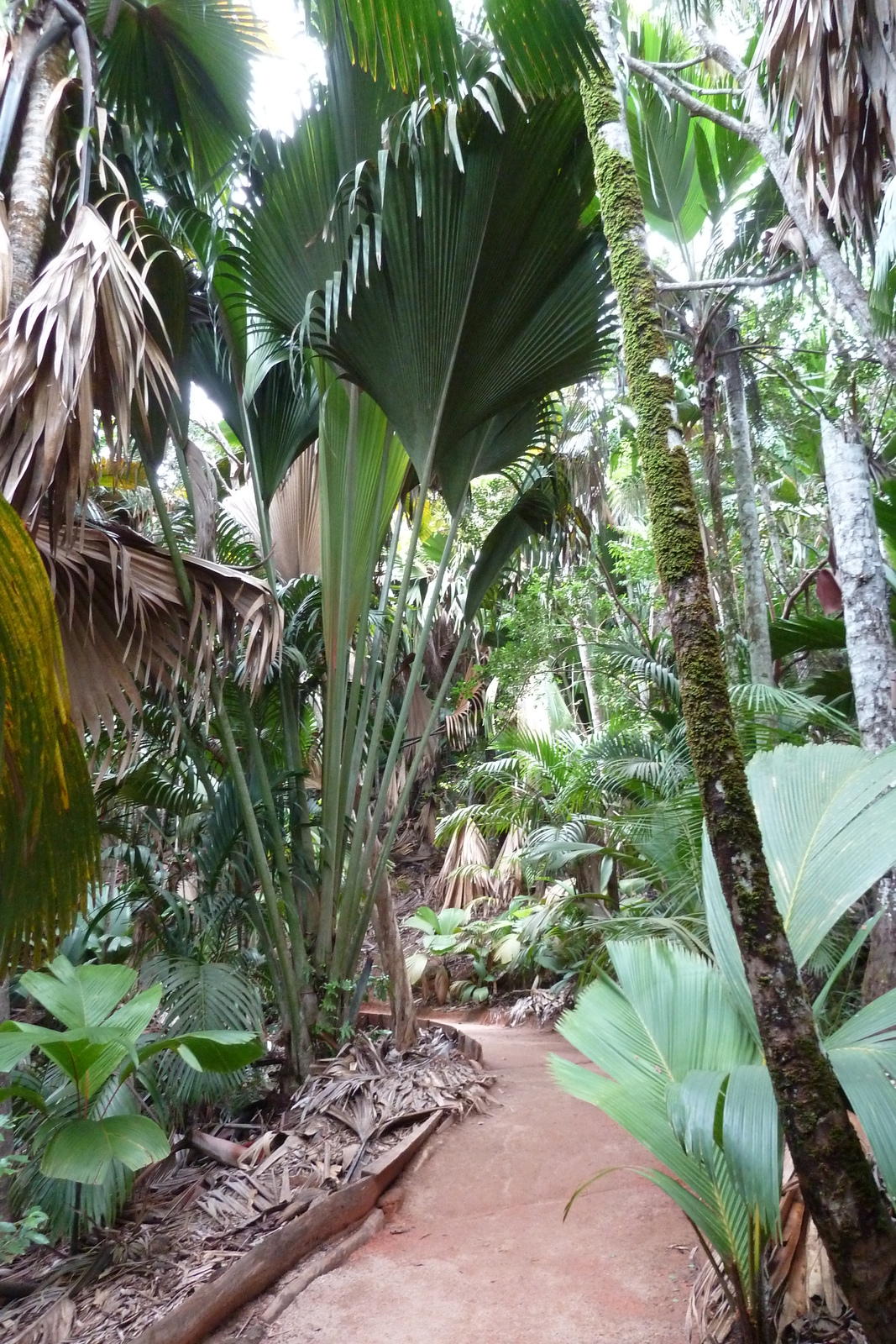 รูปถ่าย เซเชลส์(Seychelles) หุบเขาเดอไม(Vallee de Mai) 2011-10 53