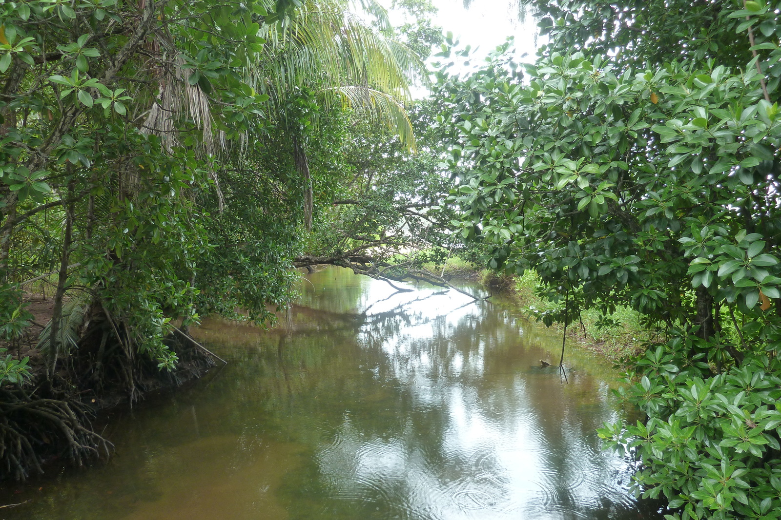 รูปถ่าย เซเชลส์(Seychelles) อ่าวอ็องส์ปอสเซสซียง(Anse Possession) 2011-10 44