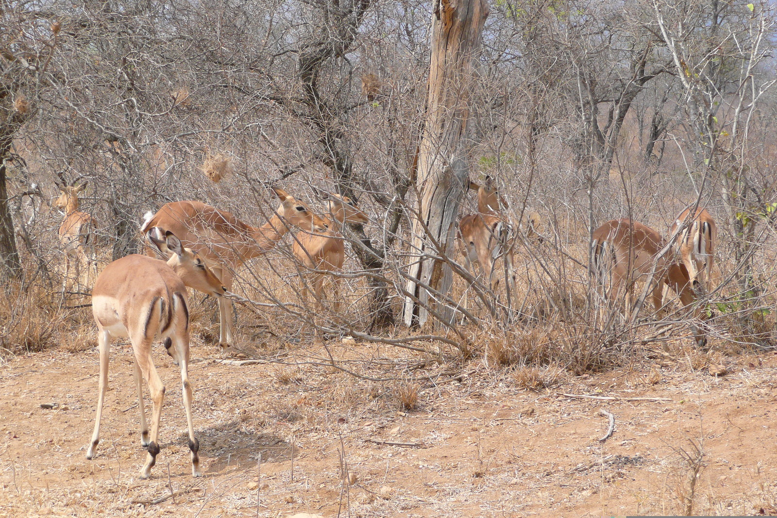 รูปถ่าย แอฟริกาใต้(South Africa) อุทยานแห่งชาติครูเกอร์(Kruger National Park) ถนนเลียบแม่น้ำครอกโคไดล์(Crocodile River road) 2008-09 13
