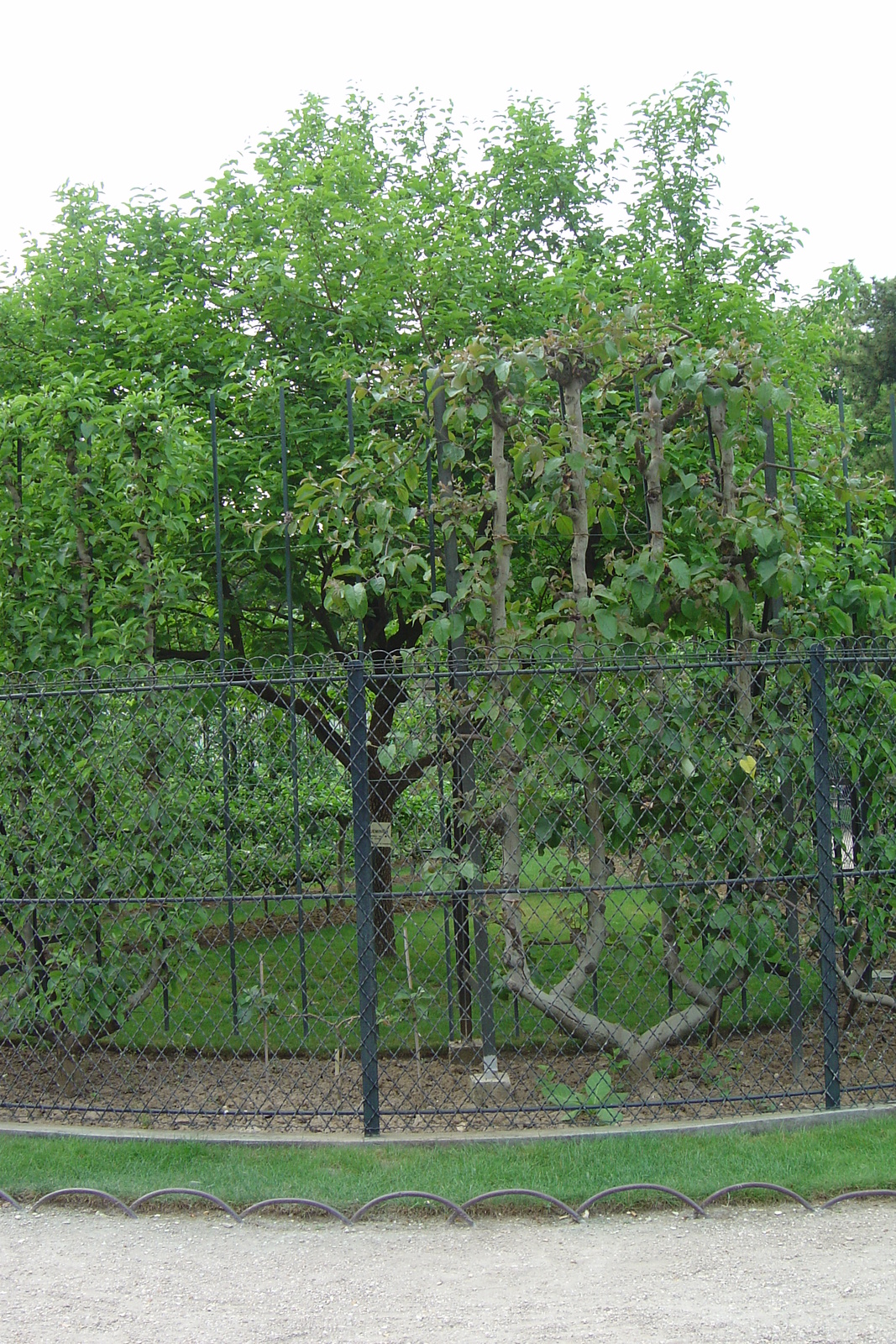 รูปถ่าย ฝรั่งเศส(France) ปารีส(Paris) สวนลักเซมเบิร์ก(Luxembourg Garden) 2007-04 210