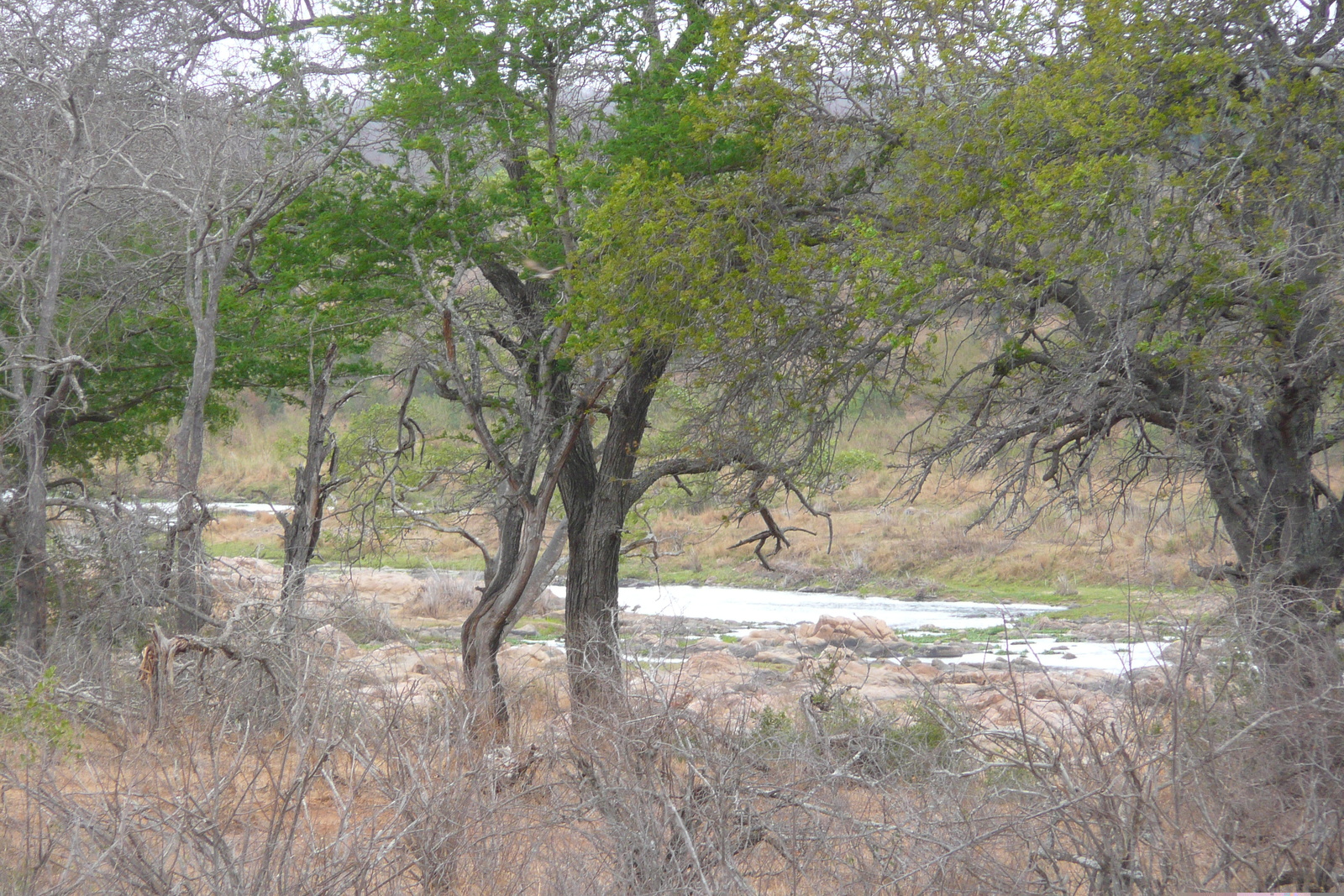 รูปถ่าย แอฟริกาใต้(South Africa) อุทยานแห่งชาติครูเกอร์(Kruger National Park) แม่น้ำครอกโคไดล์(Crocodile River) 2008-09 11