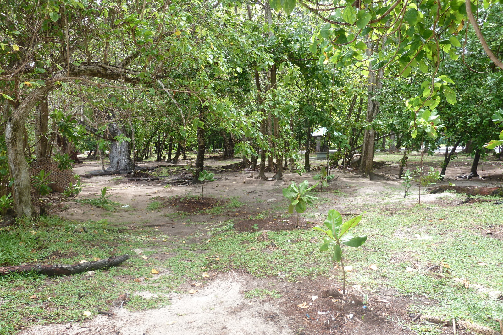 รูปถ่าย เซเชลส์(Seychelles) เกาะปราลิน(Praslin) 2011-10 137