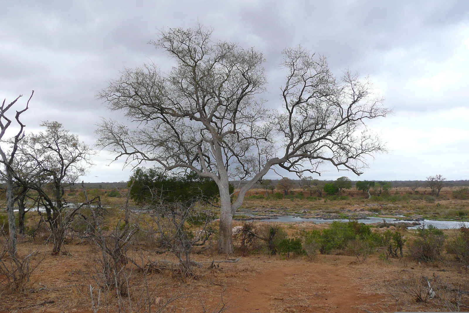 รูปถ่าย แอฟริกาใต้(South Africa) อุทยานแห่งชาติครูเกอร์(Kruger National Park) แม่น้ำครอกโคไดล์(Crocodile River) 2008-09 15