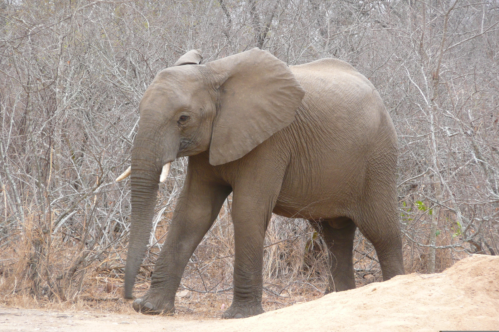 รูปถ่าย แอฟริกาใต้(South Africa) อุทยานแห่งชาติครูเกอร์(Kruger National Park) แม่น้ำซาเบิล(Sable River) 2008-09 18