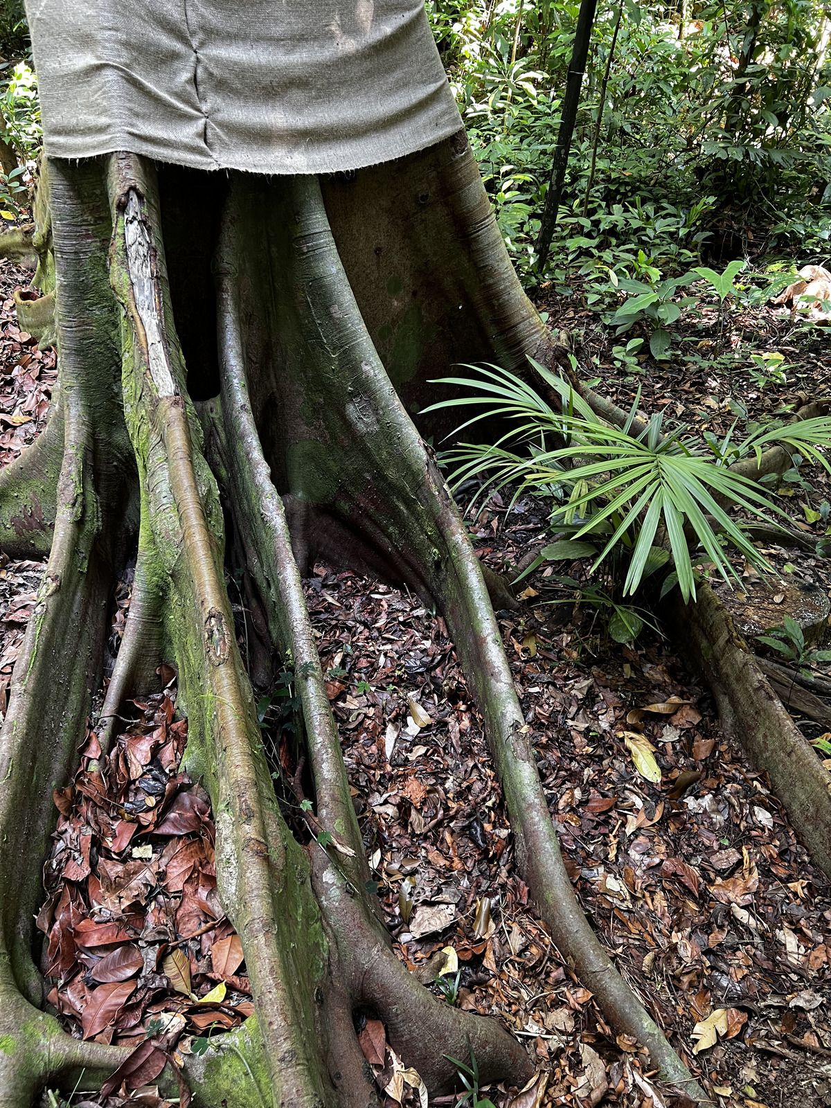 รูปถ่าย สิงคโปร์(Singapore) สวนพฤกษศาสตร์สิงคโปร์(Singapore Botanic Gardens) 2023-01 19