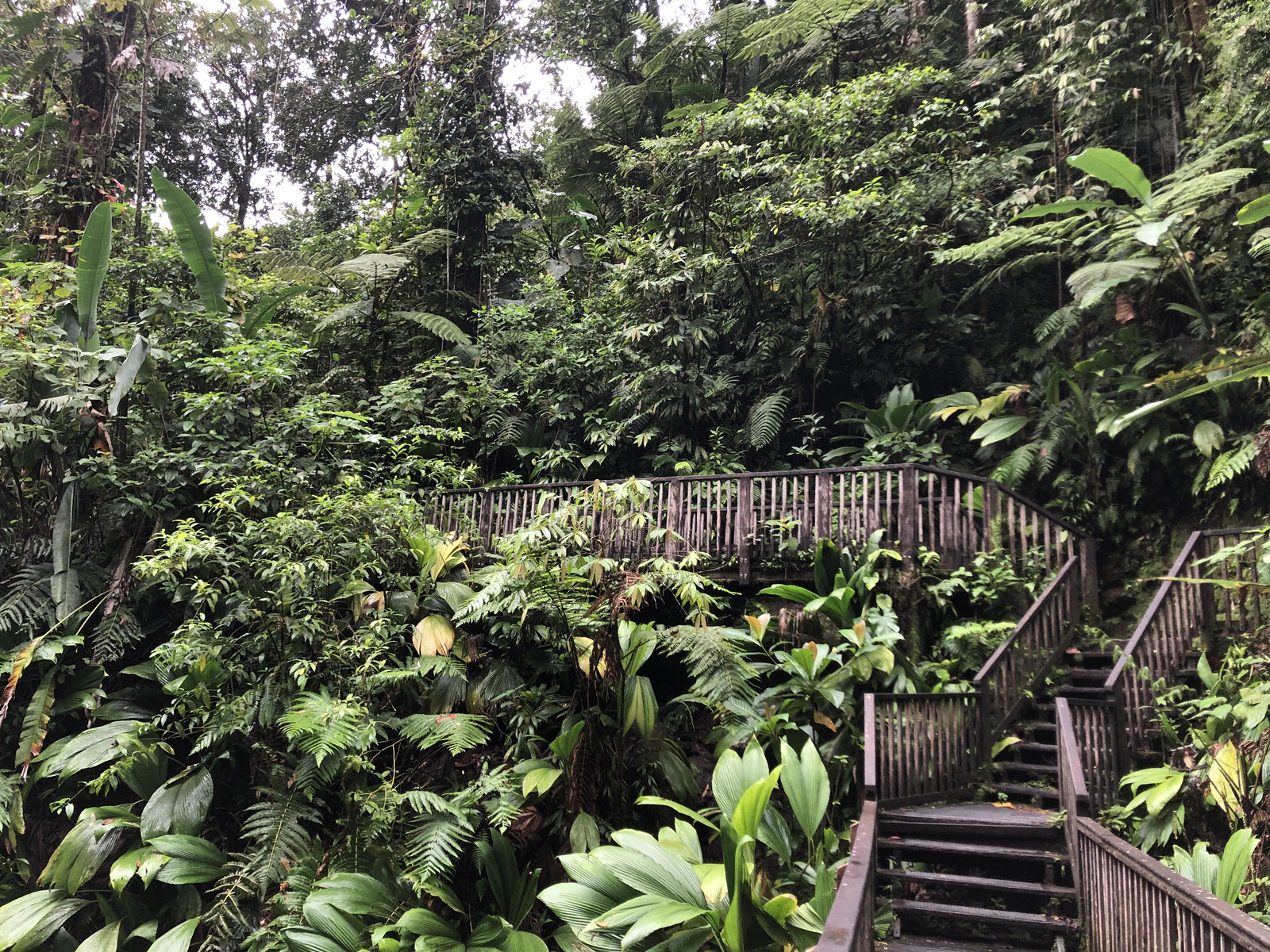รูปถ่าย กวาเดอลูป(Guadeloupe) น้ำตกการ์เบ(Carbet Falls) 2021-02 57